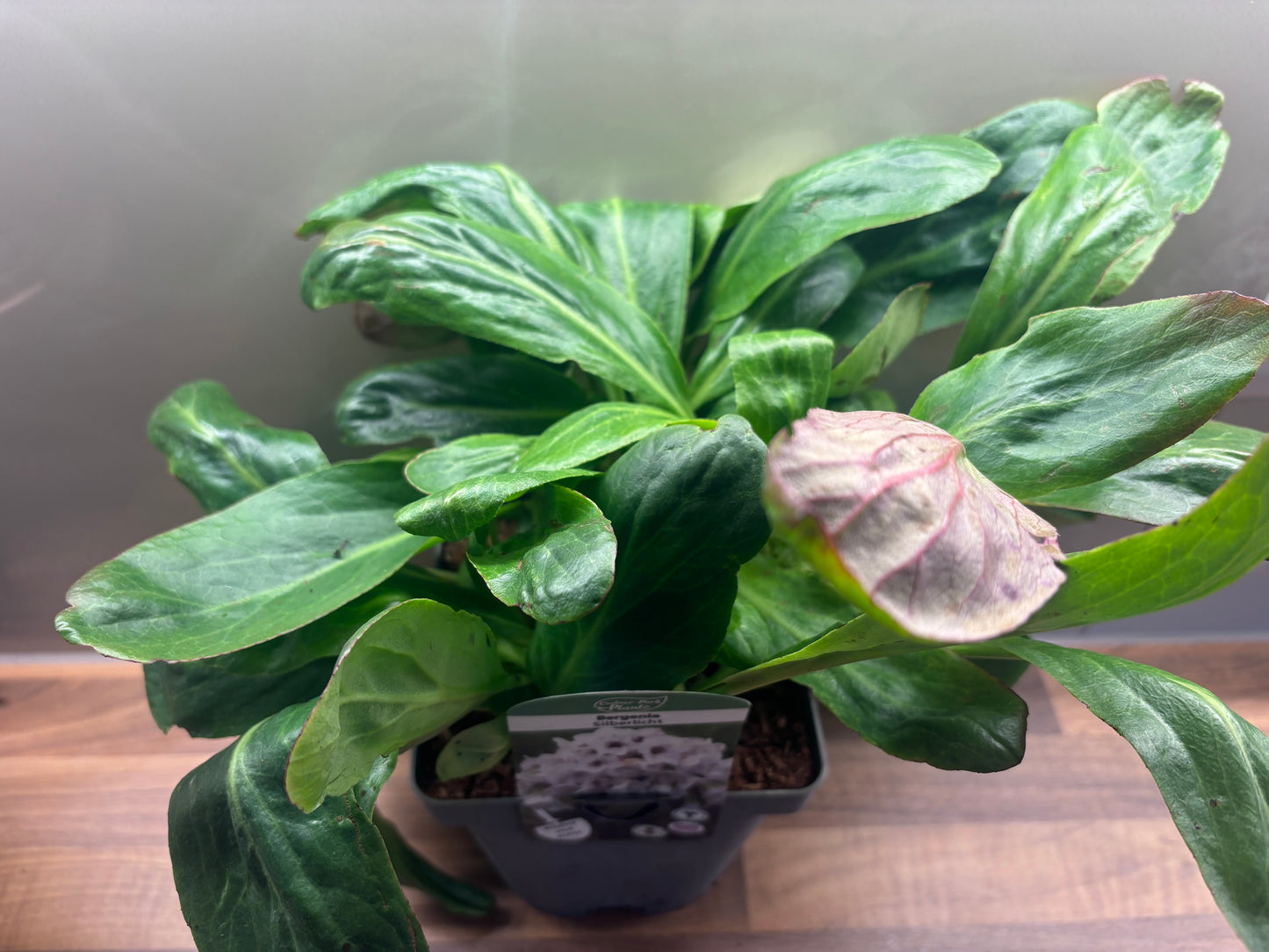 Bergenia Silberlicht 2L Elephants Ear BERGENIA/141099/170050/GB