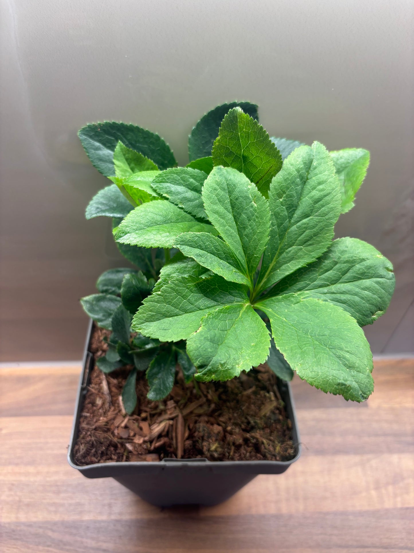 Hellebore Double Yellow 2L Christmas Rose HELLEBORUS orientalis/141099/170050/GB