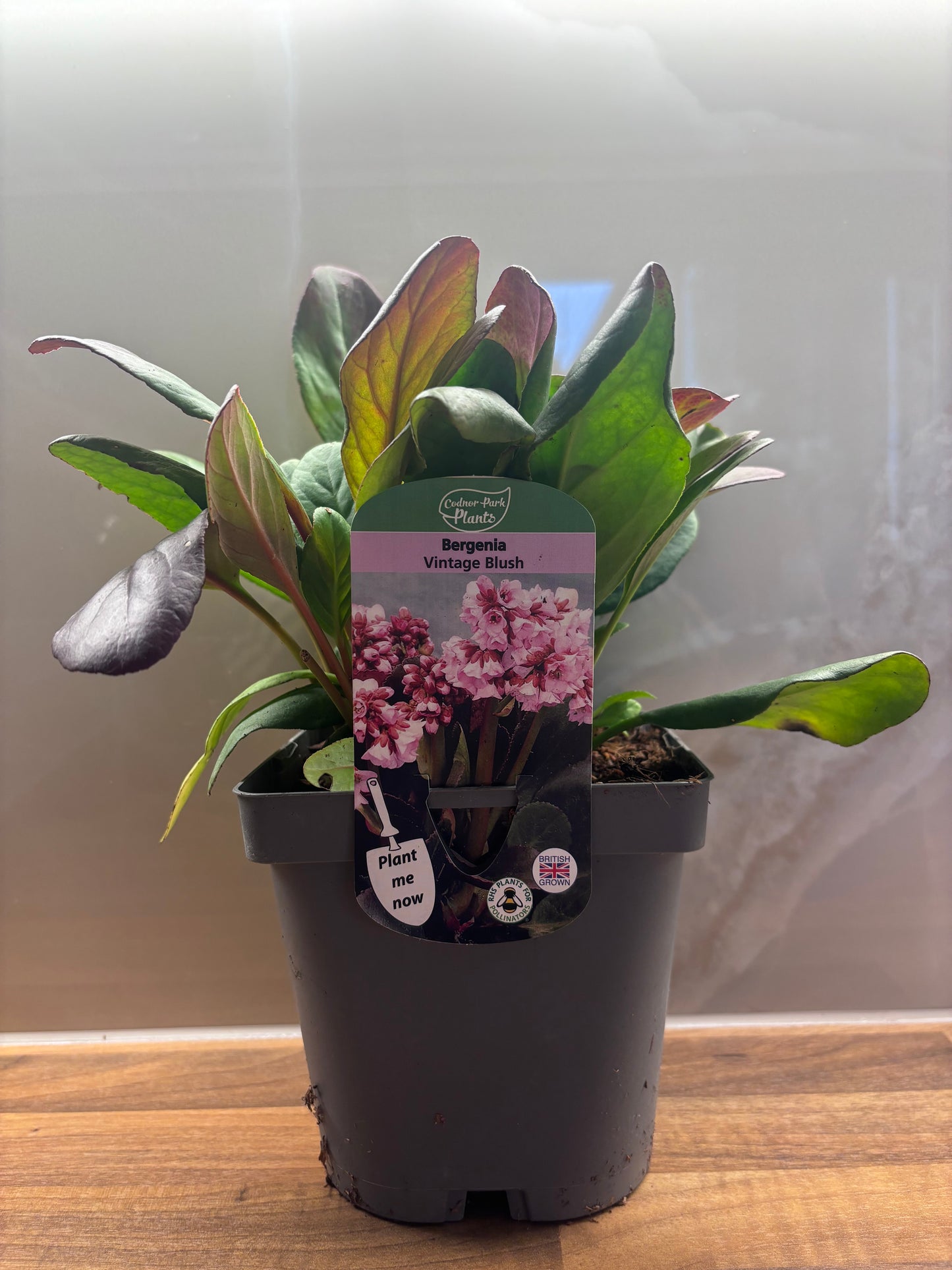 Bergenia Vintage Blush 2L Elephants Ear BERGENIA/141099/170050/GB