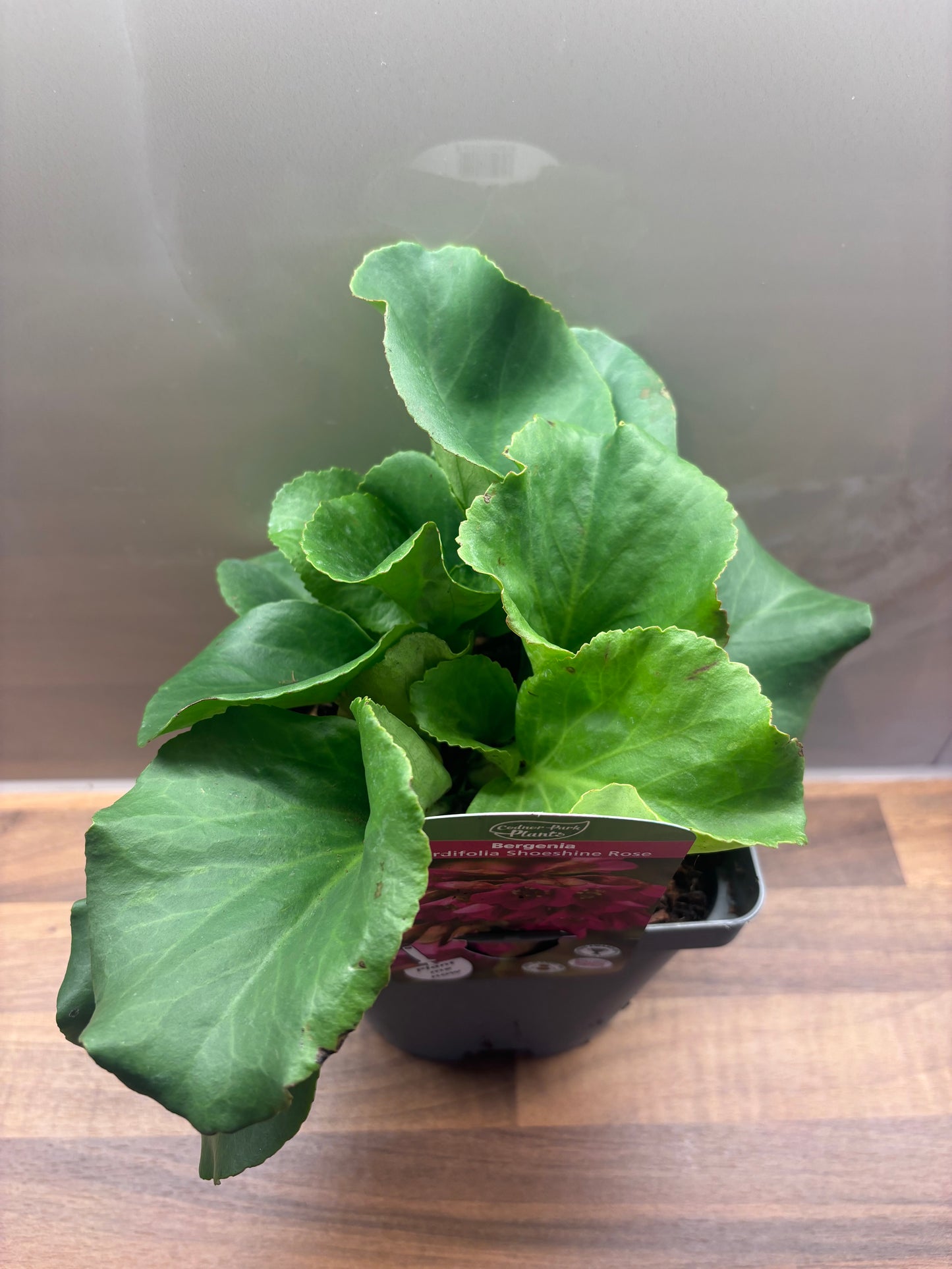 Bergenia Shoeshine Rose 2L Elephants Ear BERGENIA cordifolia/141099/170050/GB