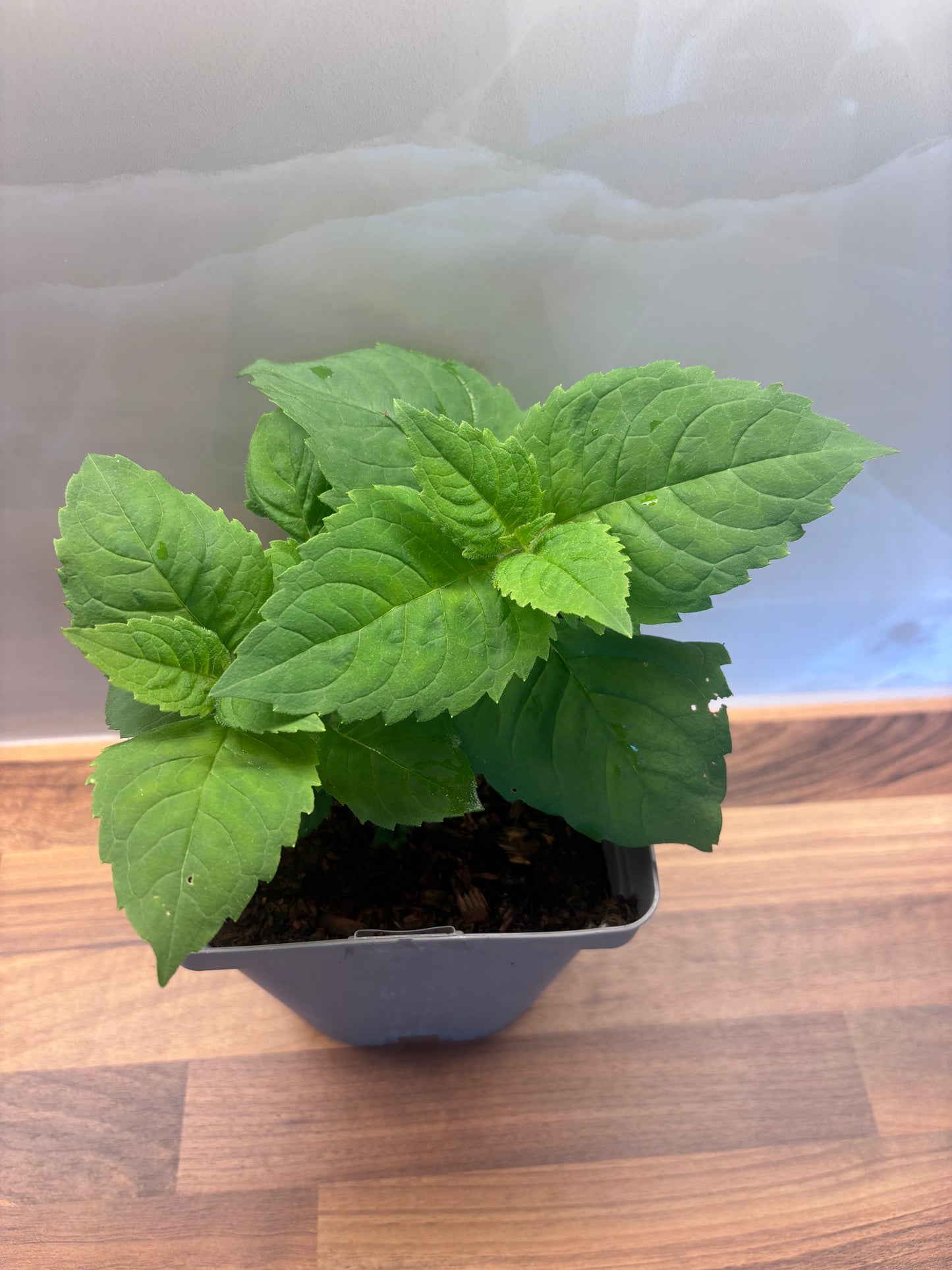 Monarda Fireball 2L Bergamot, Bee Balm perennial plant MONARDA/141099/166336/GB