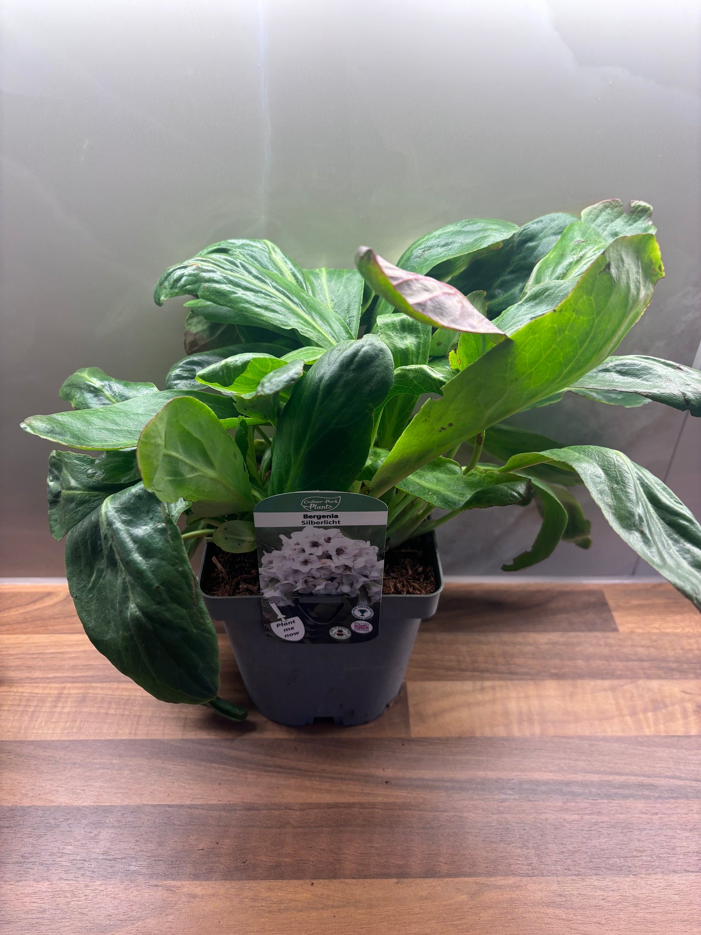 Bergenia Silberlicht 2L Elephants Ear BERGENIA/141099/170050/GB