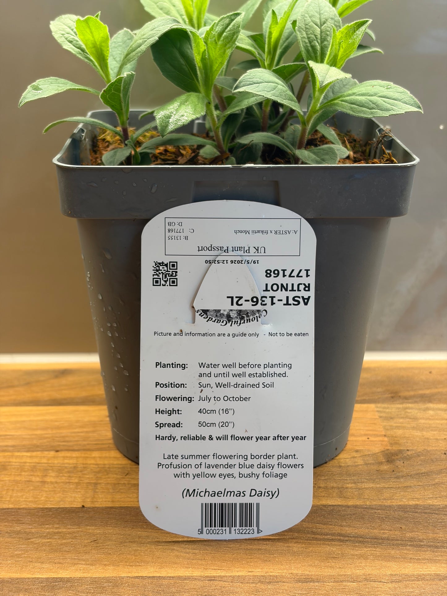 Aster Monch 2L daisy flowering hardy plant ASTER x frikartii/141099/177168/GB