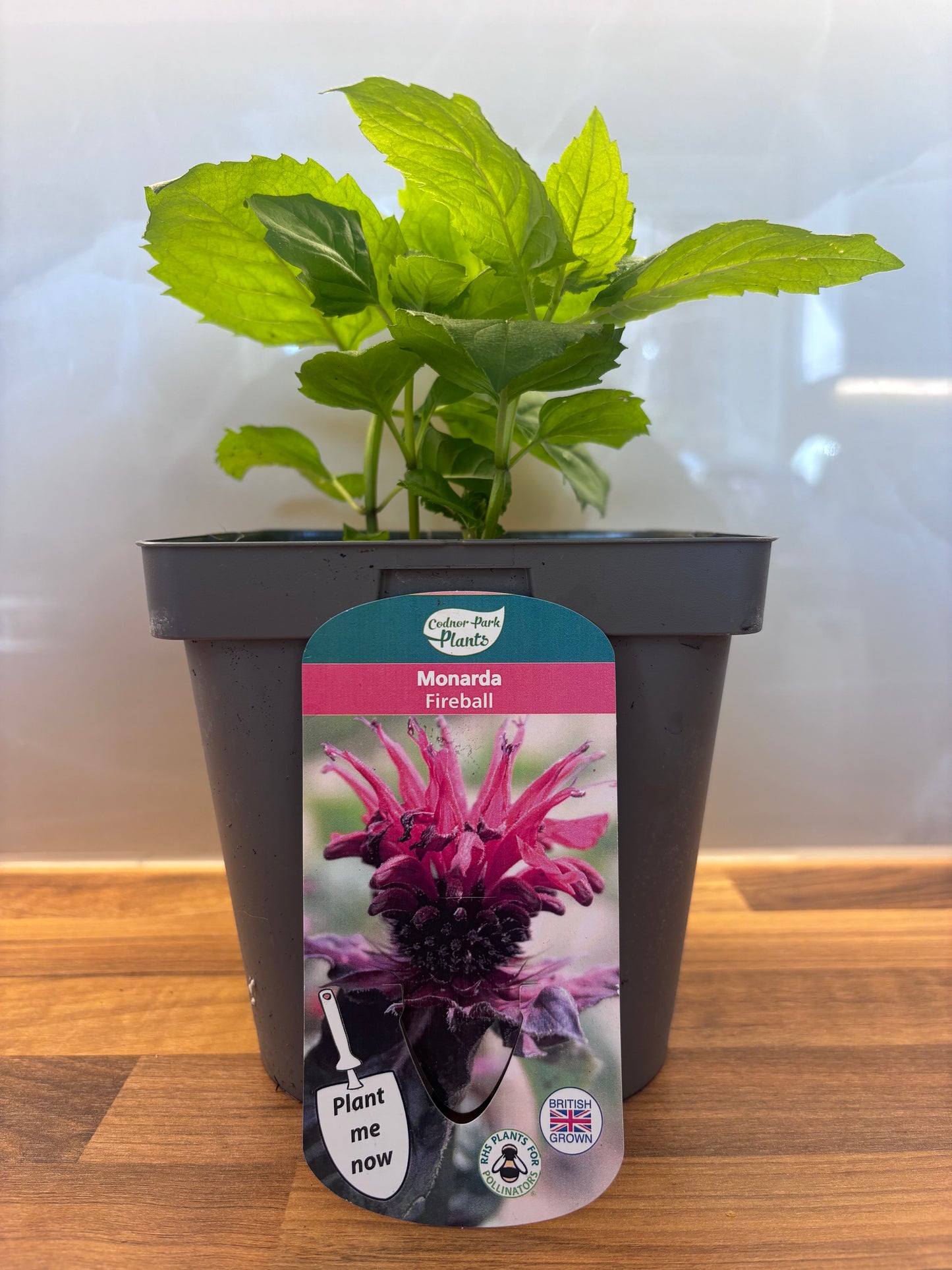 Monarda Fireball 2L Bergamot, Bee Balm perennial plant MONARDA/141099/166336/GB