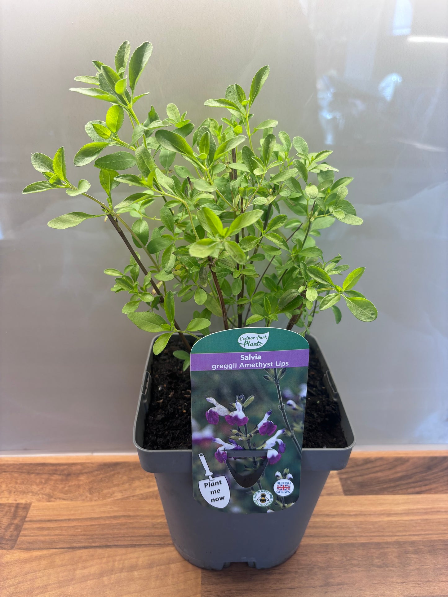 Salvia Amethyst Lips 2L Sage cottage garden SALVIA greggii/141099/166336/GB