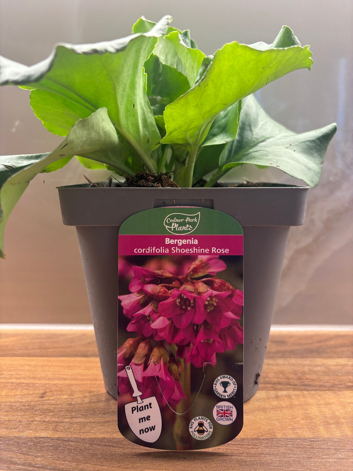 Bergenia Shoeshine Rose 2L Elephants Ear BERGENIA cordifolia/141099/170050/GB