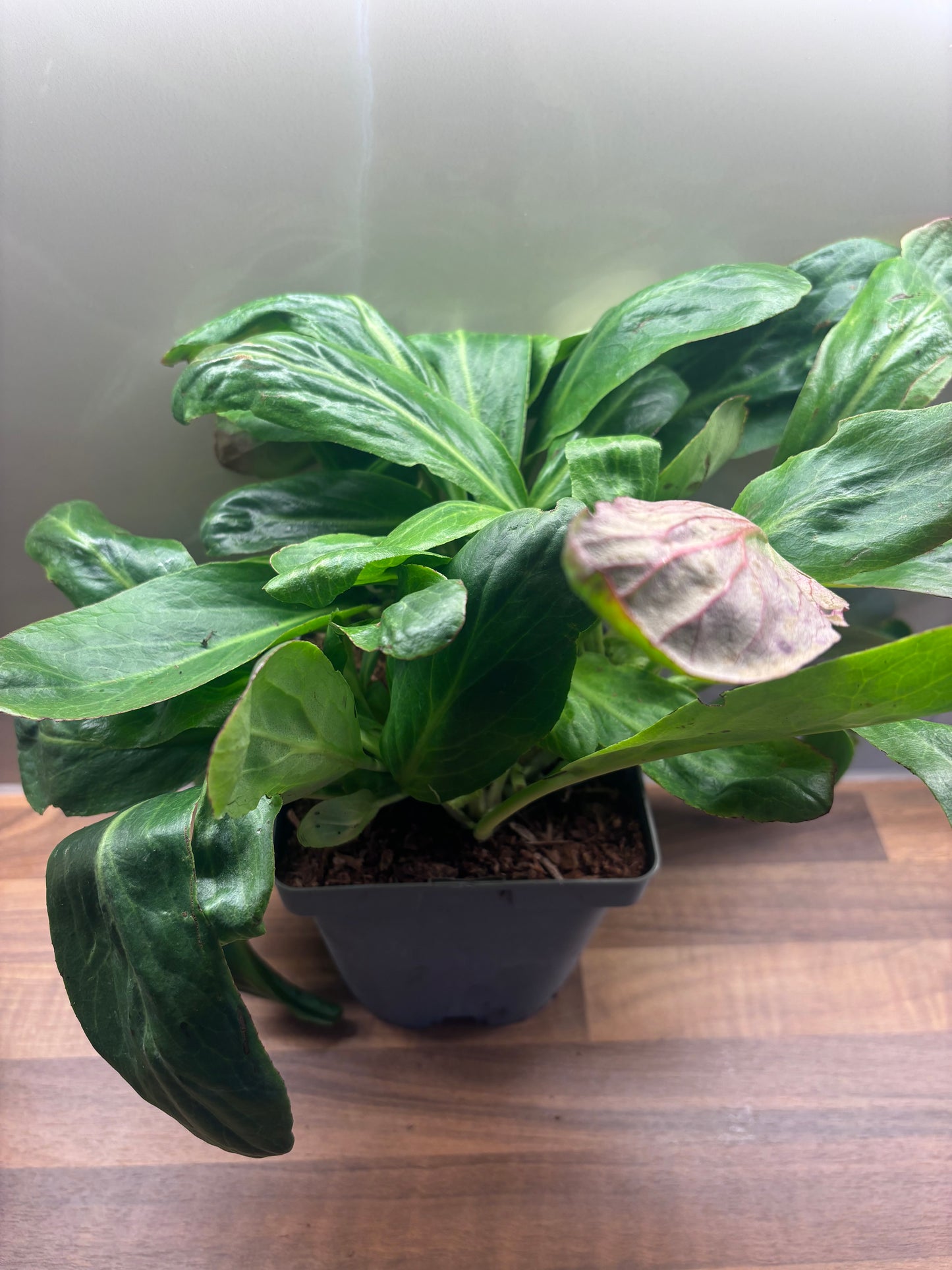 Bergenia Silberlicht 2L Elephants Ear BERGENIA/141099/170050/GB