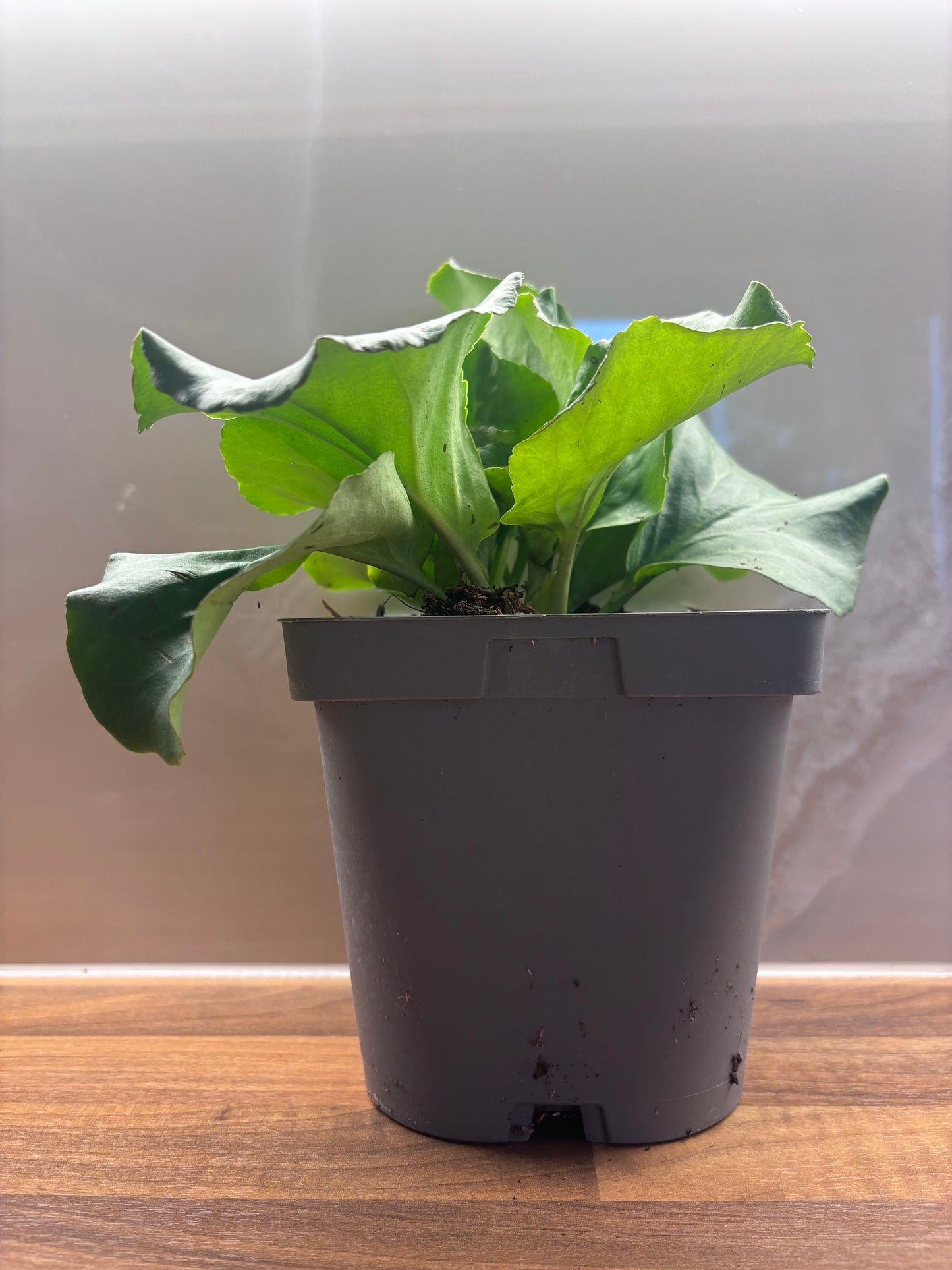 Bergenia Shoeshine Rose 2L Elephants Ear BERGENIA cordifolia/141099/170050/GB