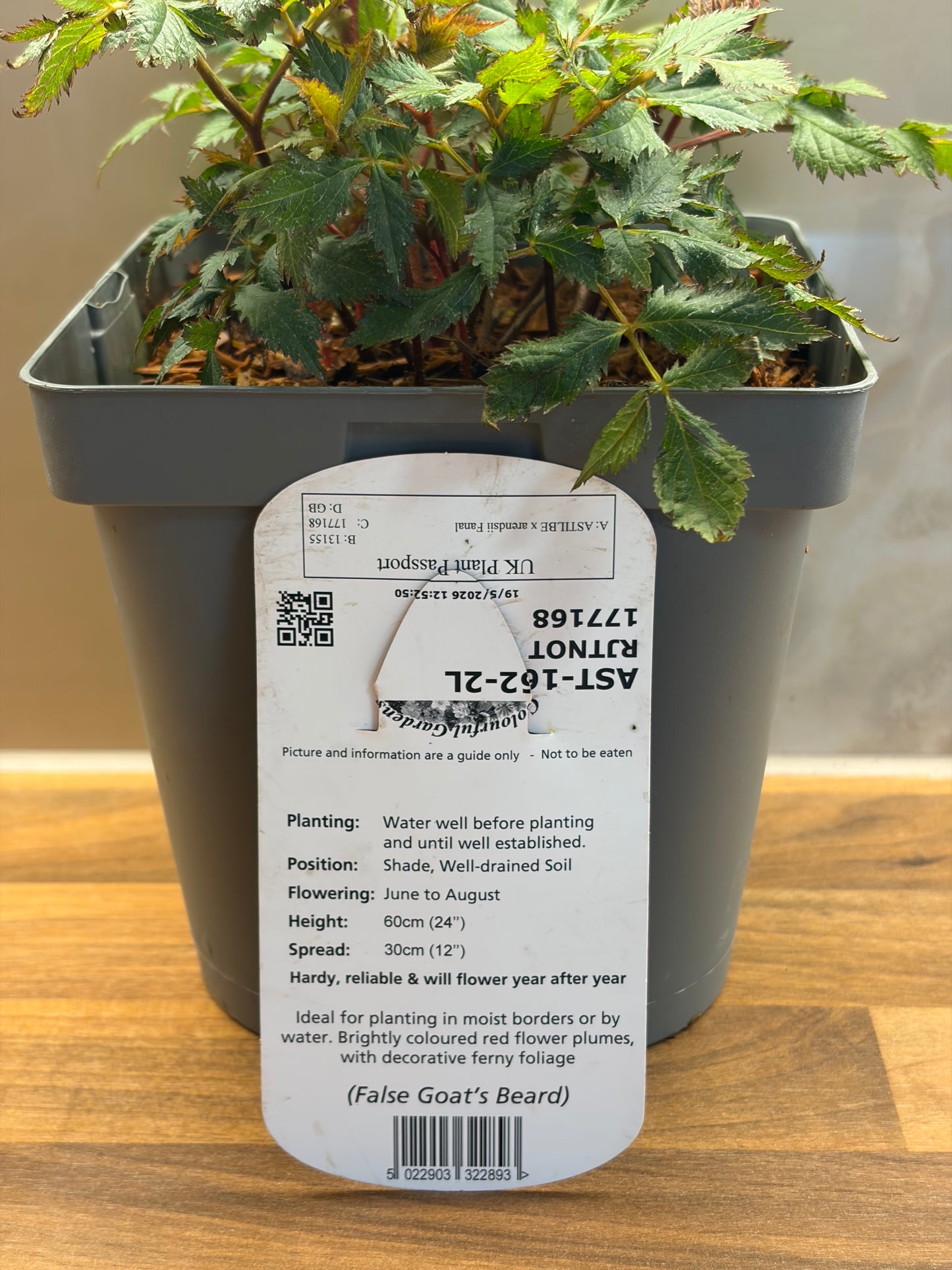 Astilbe Fanal 2L ASTILBE x arendsii/141099/177168/GB