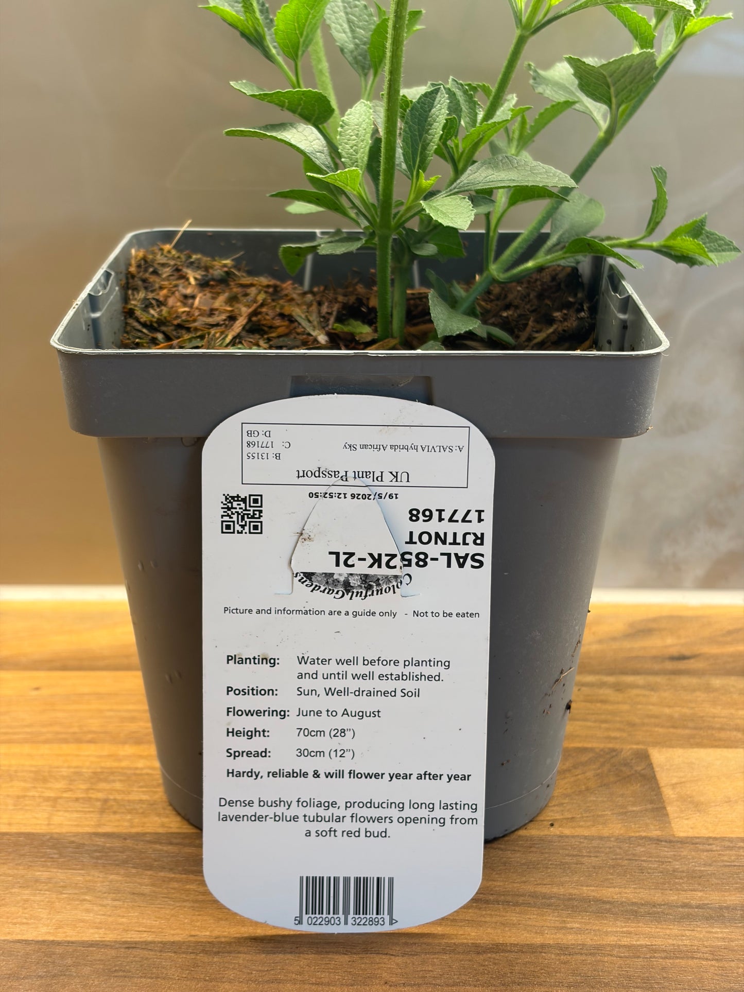 Salvia African Sky 2L perennial plant SALVIA hybrida/141099/177168/GB