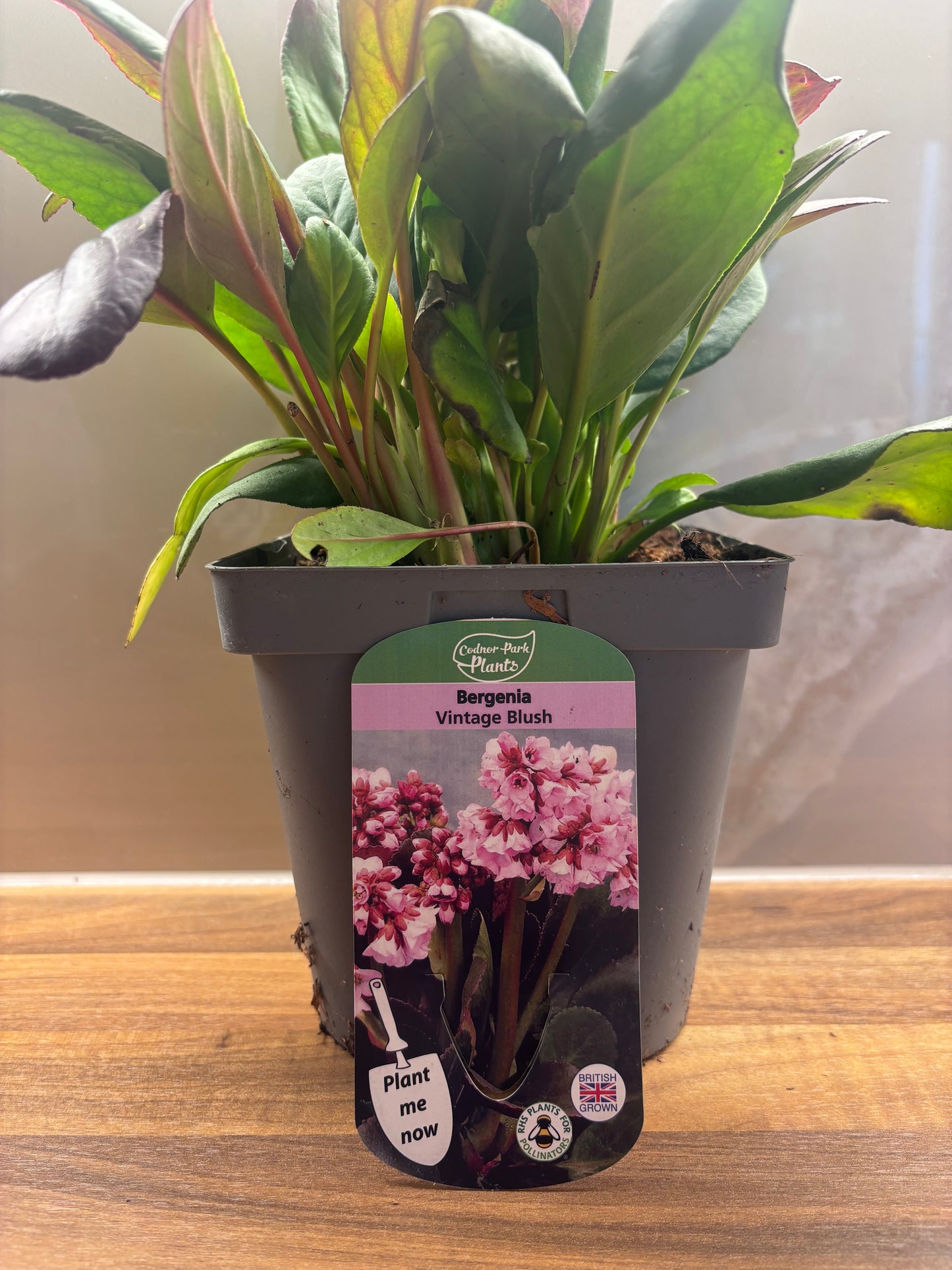Bergenia Vintage Blush 2L Elephants Ear BERGENIA/141099/170050/GB