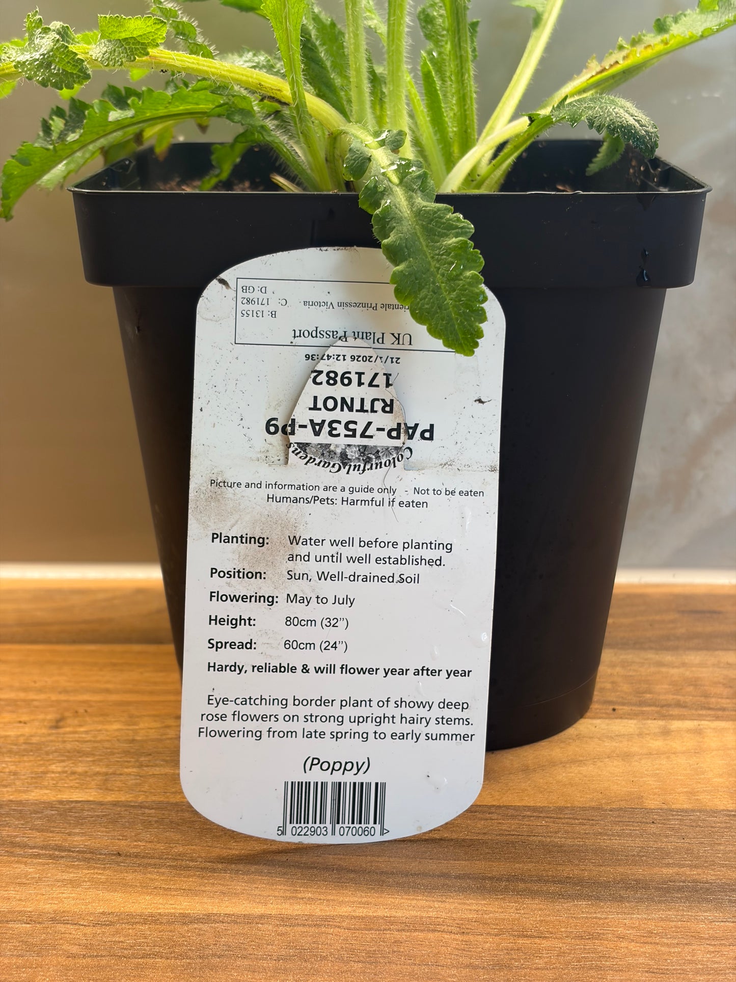 Papaver Princess Victoria Louise 2L cottage garden potted perennial poppy PAPAVER orientale/141099/171982/GB