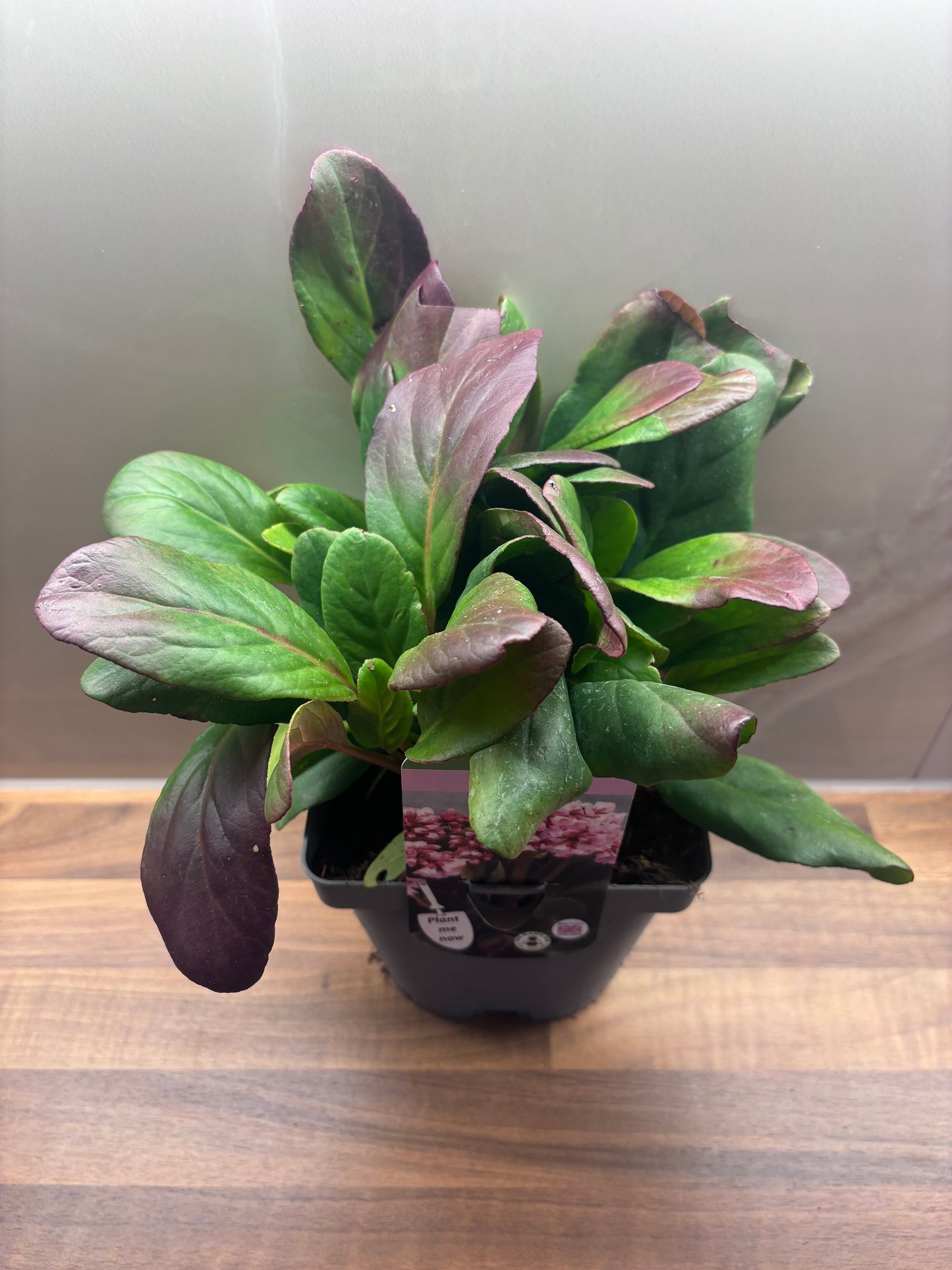 Bergenia Vintage Blush 2L Elephants Ear BERGENIA/141099/170050/GB