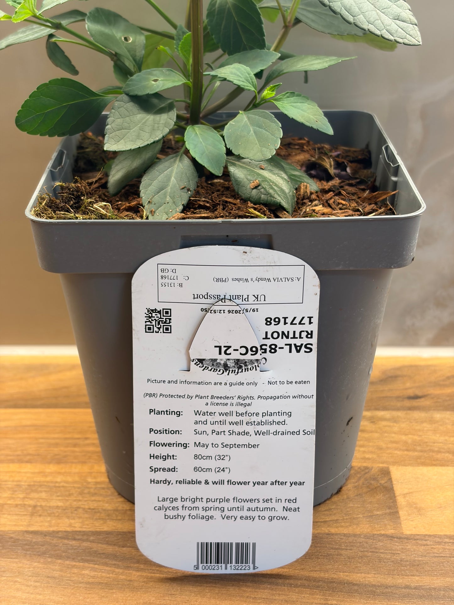 Salvia Wendy's Wishes 2L perennial plant SALVIA/141099/177168/GB