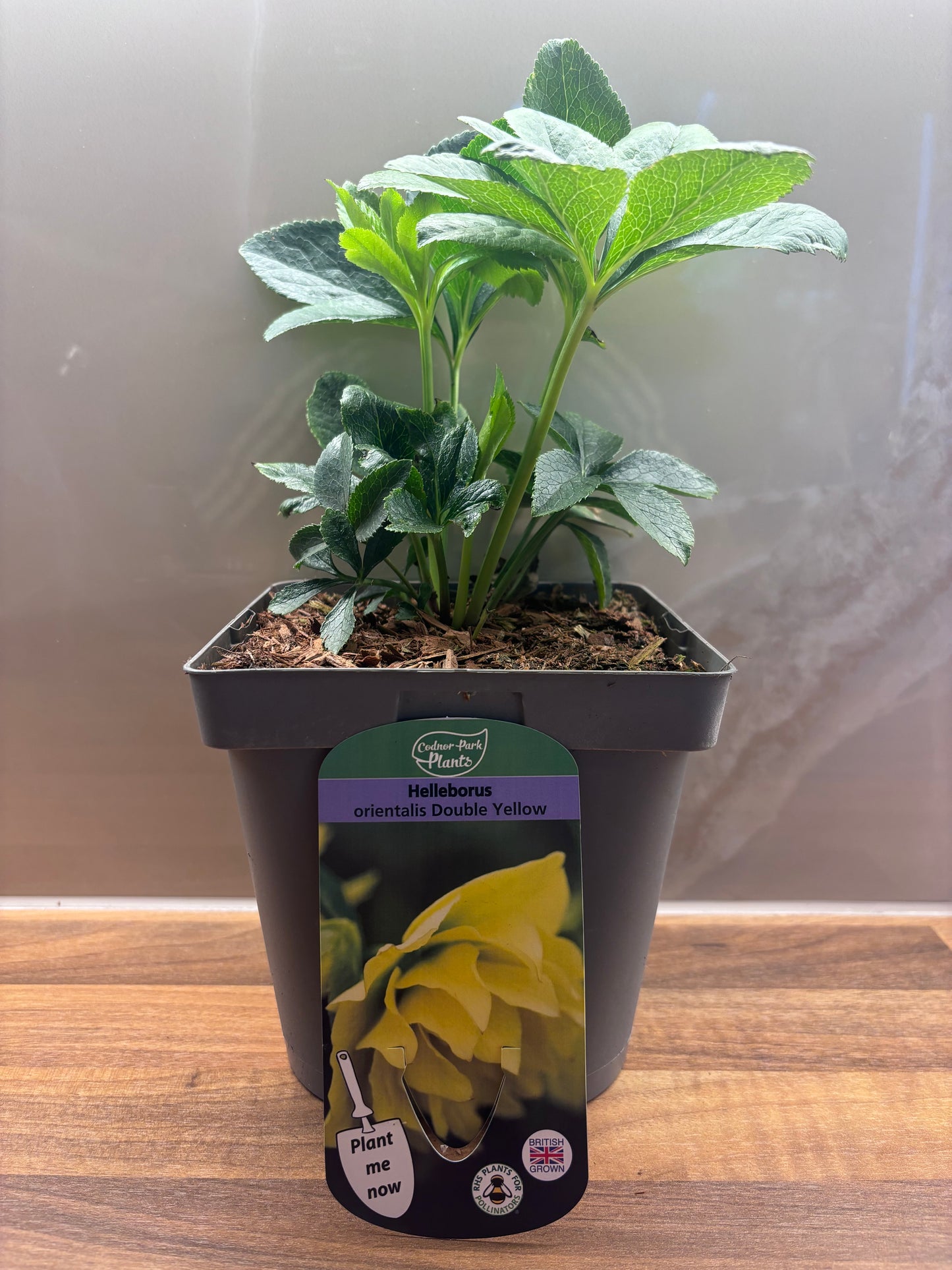 Hellebore Double Yellow 2L Christmas Rose HELLEBORUS orientalis/141099/170050/GB
