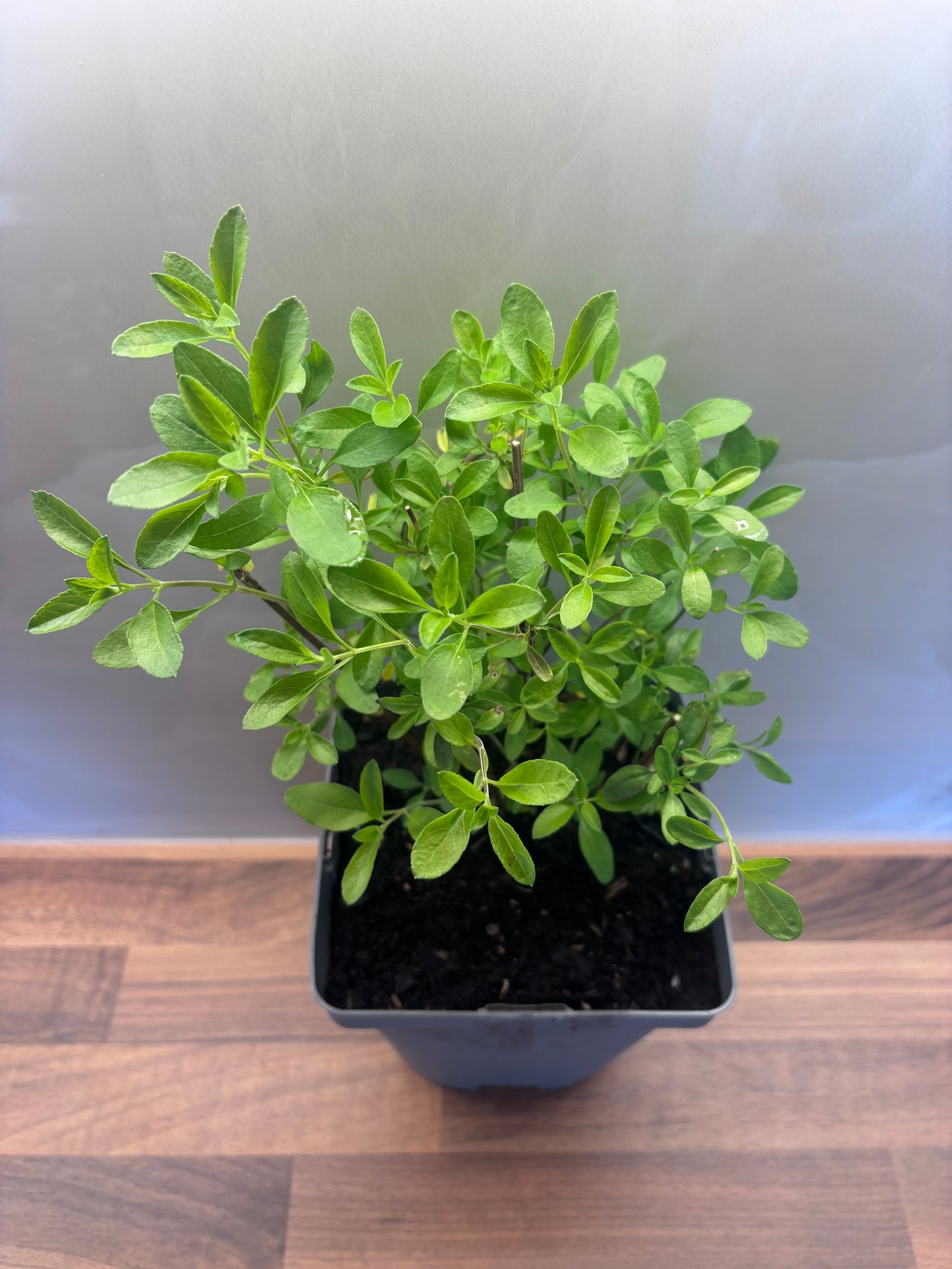 Salvia Amethyst Lips 2L Sage cottage garden SALVIA greggii/141099/166336/GB