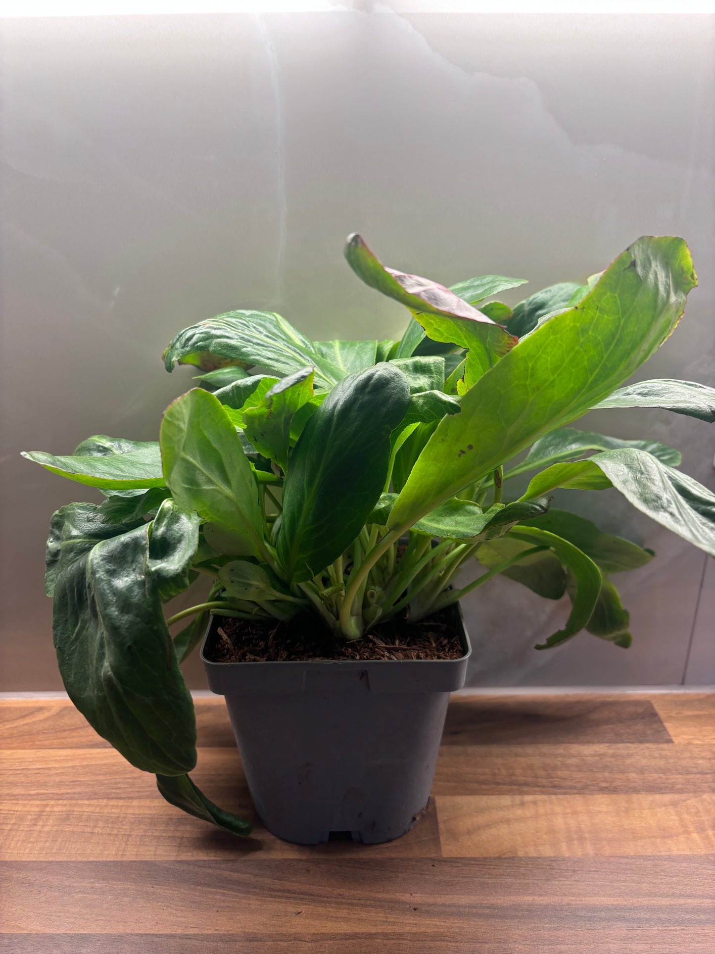 Bergenia Silberlicht 2L Elephants Ear BERGENIA/141099/170050/GB