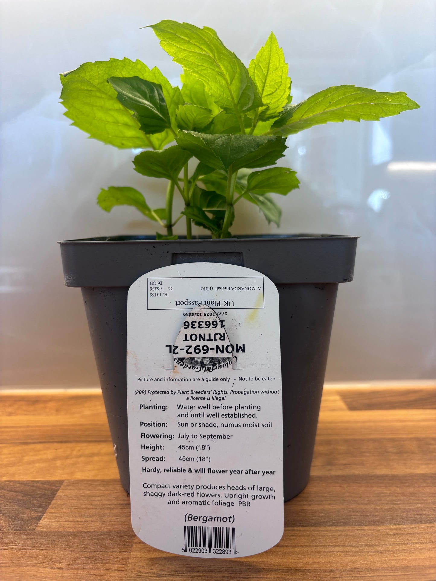 Monarda Fireball 2L Bergamot, Bee Balm perennial plant MONARDA/141099/166336/GB