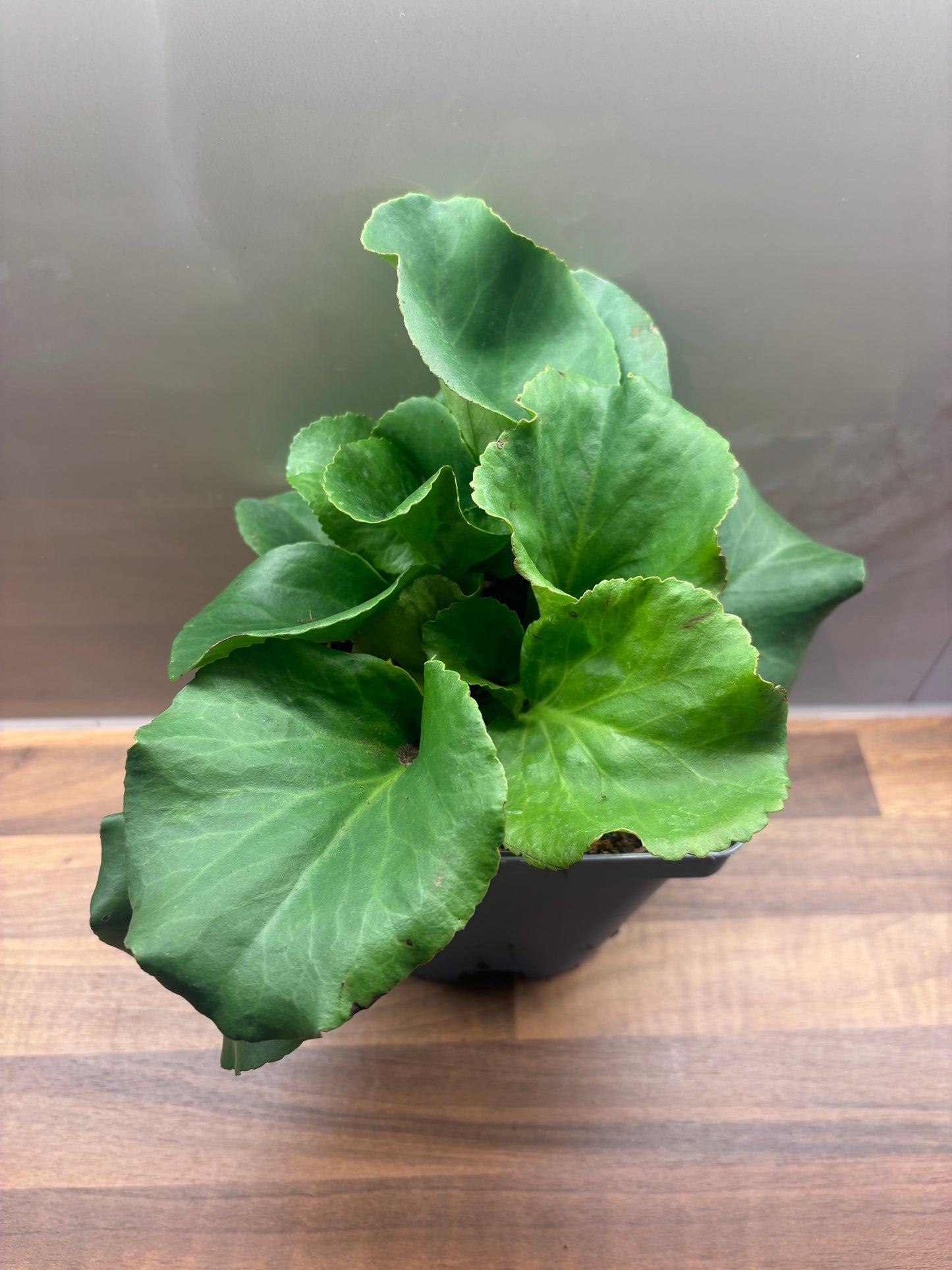 Bergenia Shoeshine Rose 2L Elephants Ear BERGENIA cordifolia/141099/170050/GB
