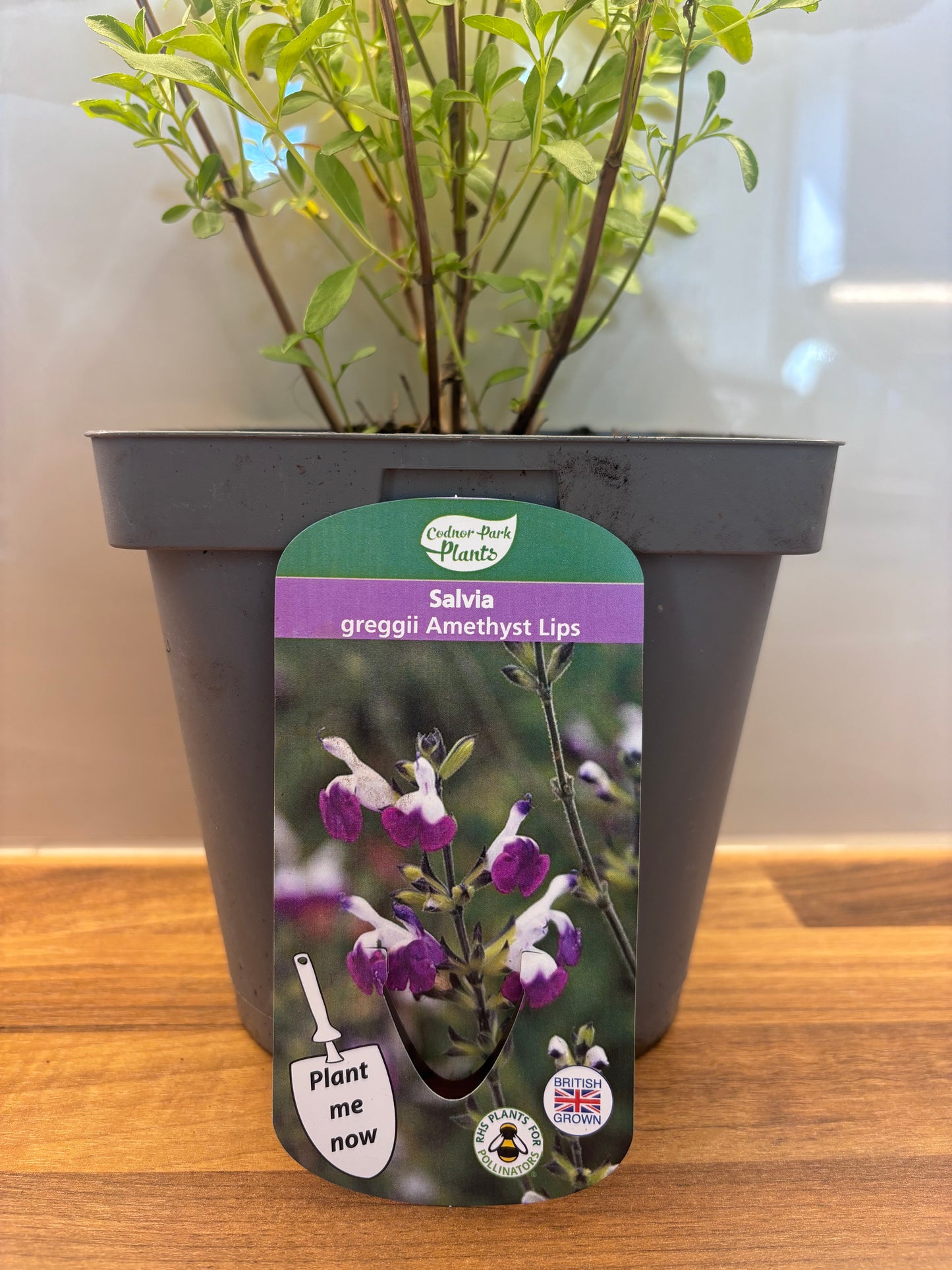Salvia Amethyst Lips 2L Sage cottage garden SALVIA greggii/141099/166336/GB