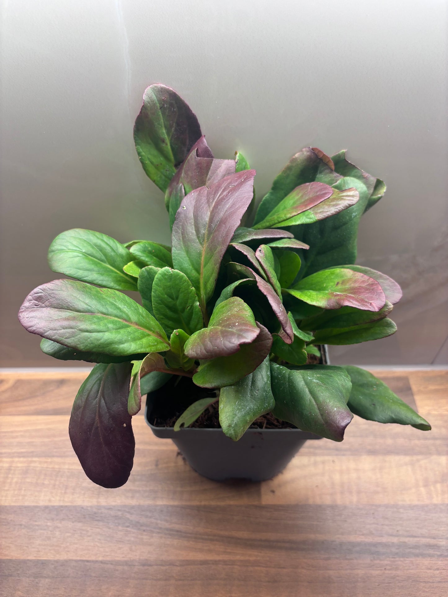 Bergenia Vintage Blush 2L Elephants Ear BERGENIA/141099/170050/GB