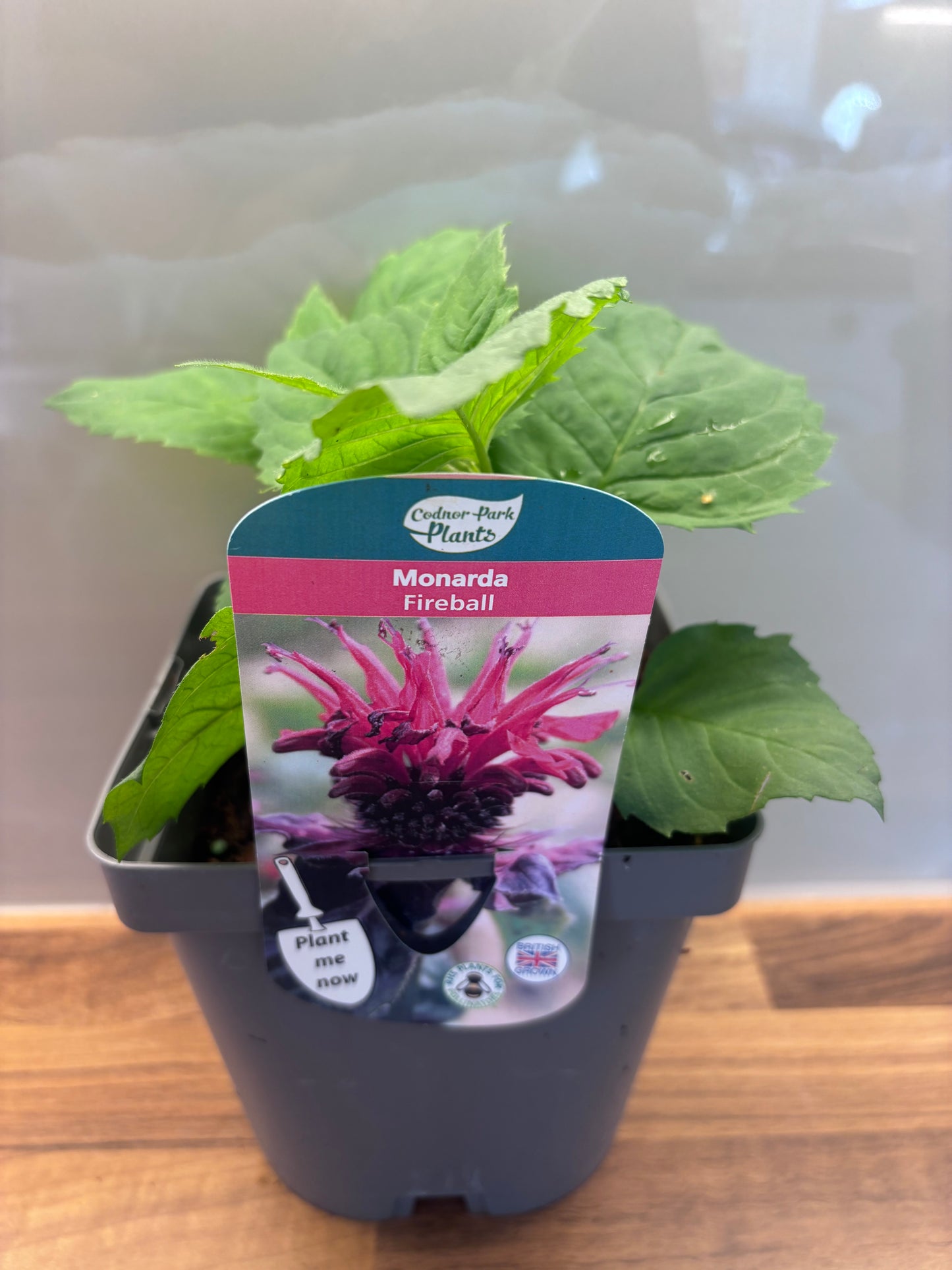 Monarda Fireball 2L Bergamot, Bee Balm perennial plant MONARDA/141099/166336/GB