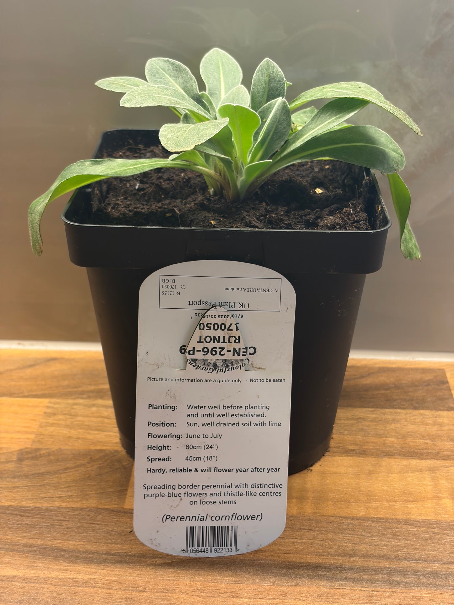 Centaurea 2L Perennial Cornflower hardy plant CENTAUREA montana/141099/170050/GB