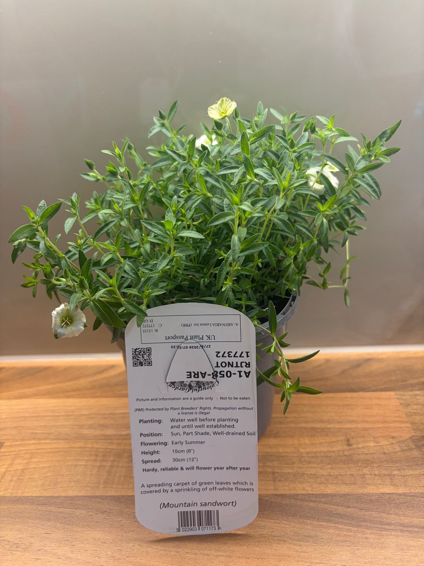 Arenaria Lemon Ice 1L flowering alpine plant ARENARIA/141099/177168/GB