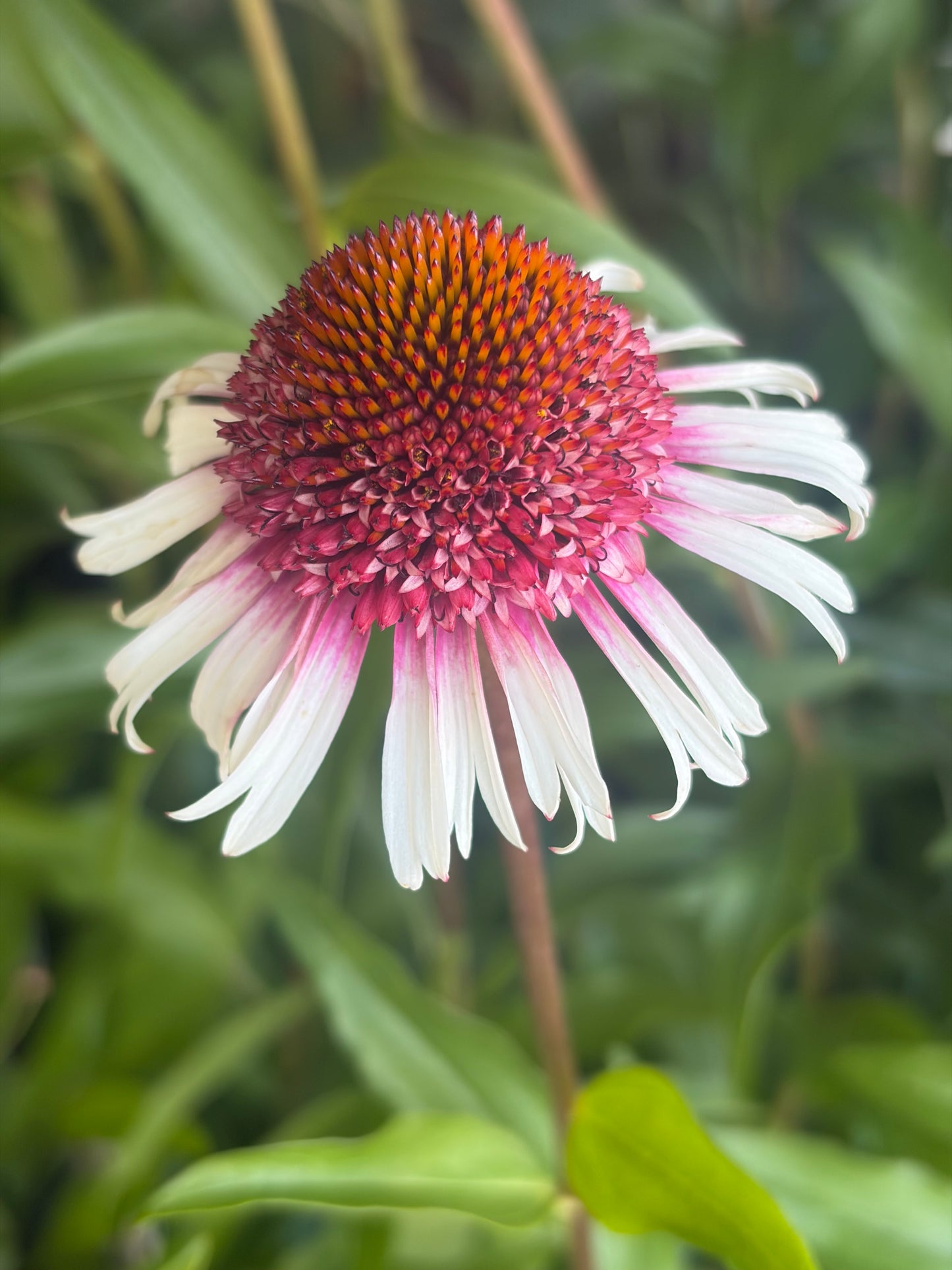 Echinacea Strawberry and Cream 2L Coneflower ECHINACEA hybrida/141099/178865/GB