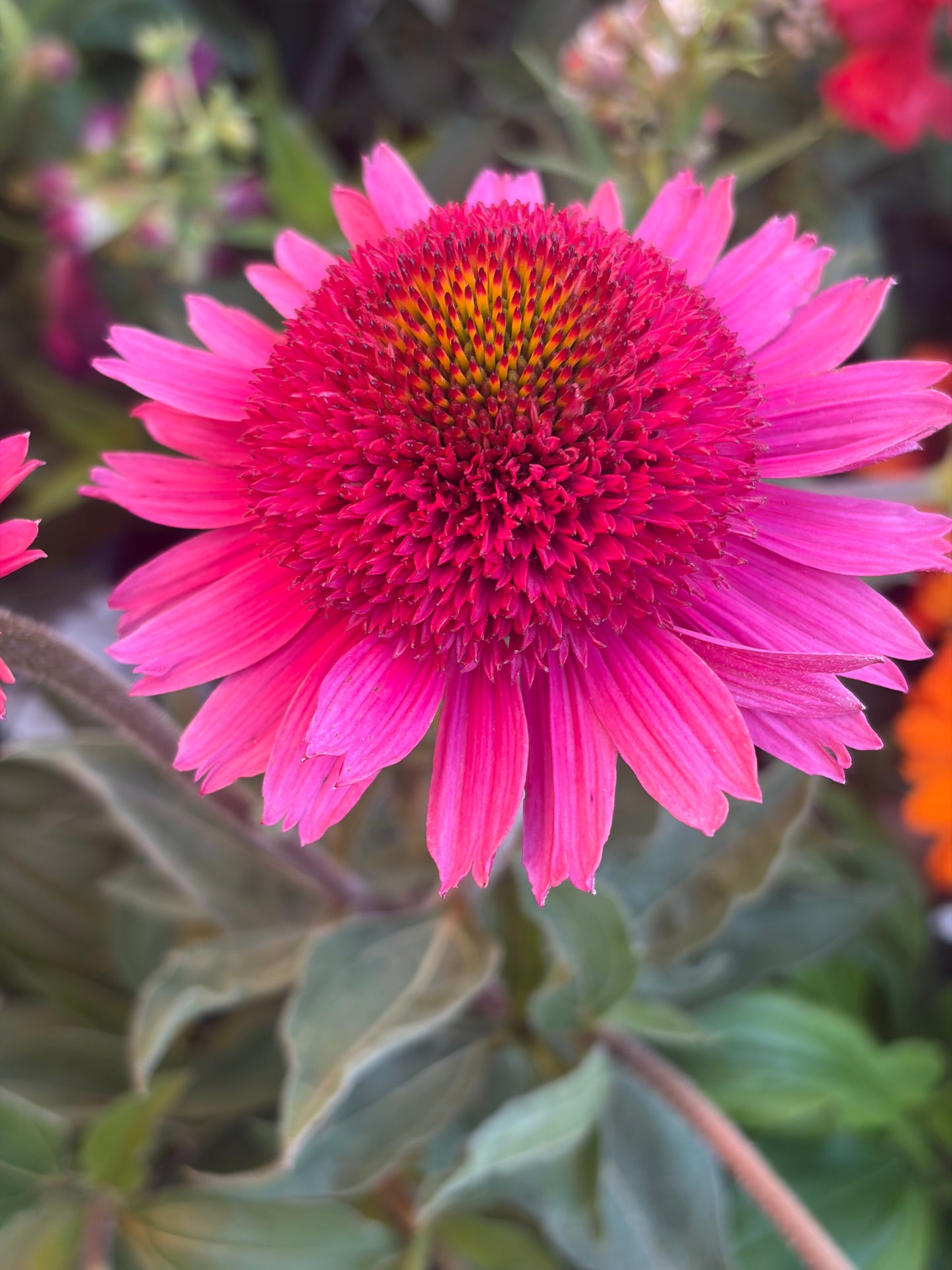 Echinacea Delicious Candy 2L Coneflower perennial plant ECHINACEA/141099/178865/GB