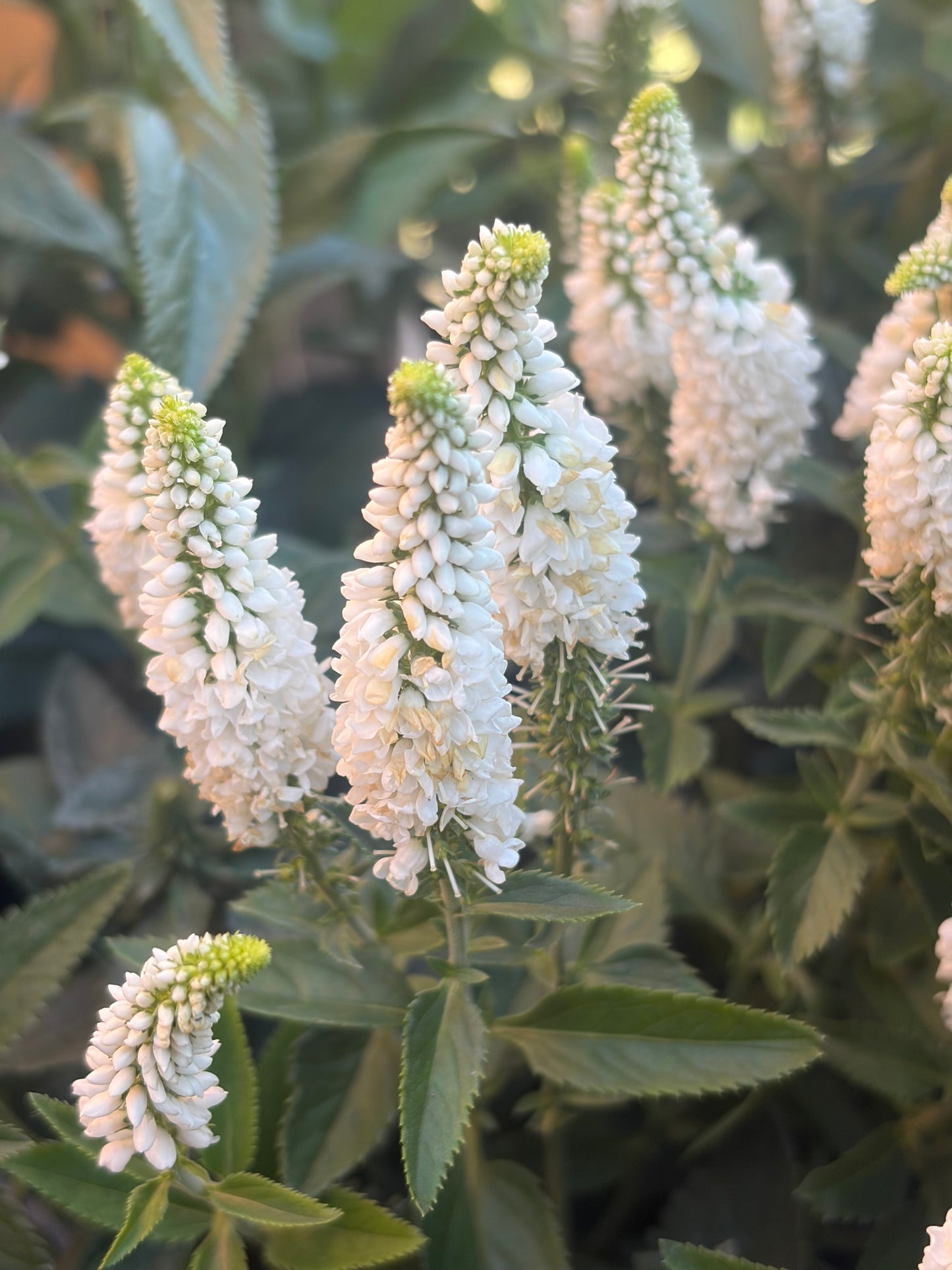 Veronica First Lady 2L perennial plant VERONICA longifolia/141099/178865/GB