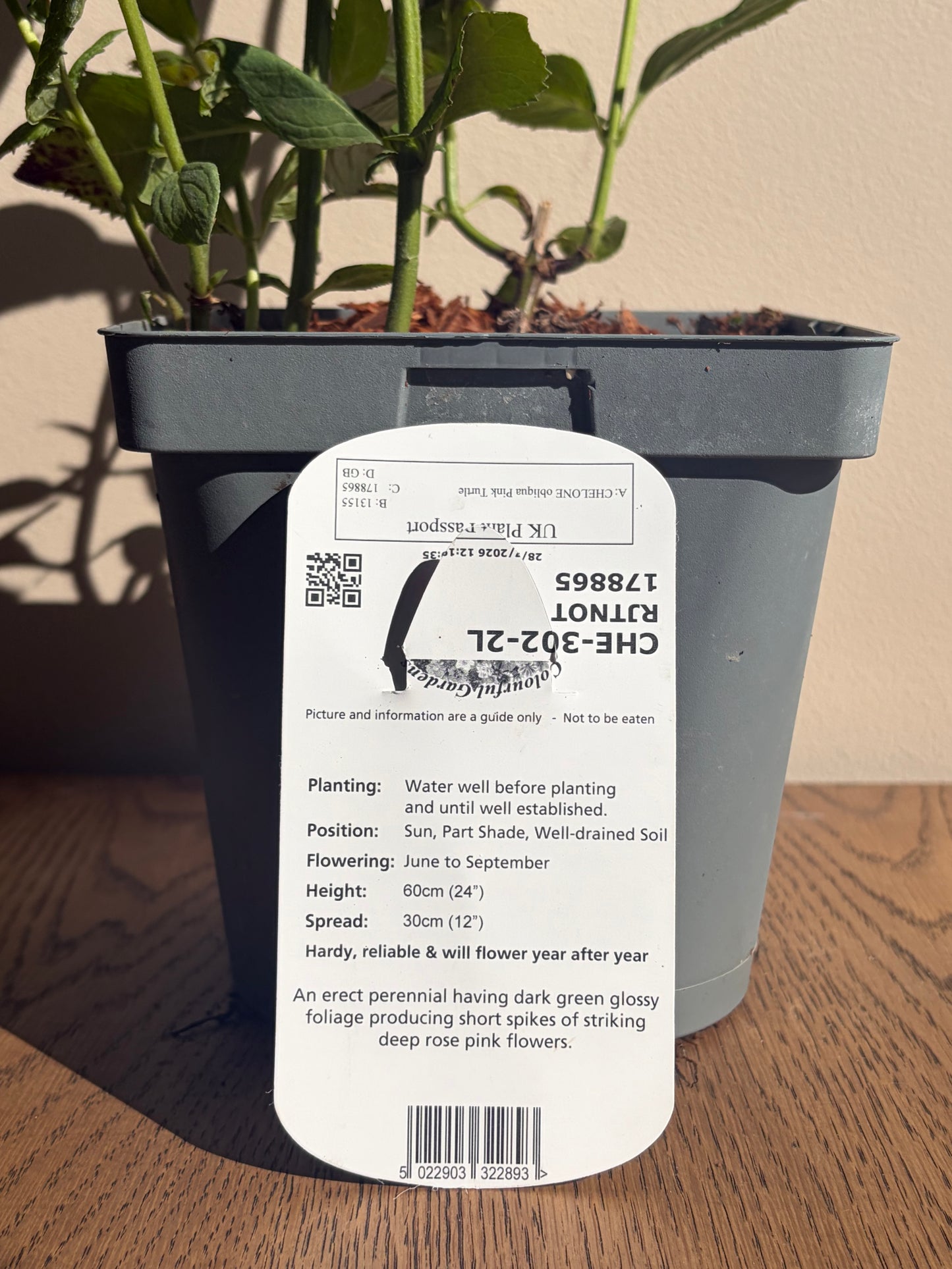 Chelone Pink Turtle 2L perennial plant CHELONE obliqua/141099/178865/GB