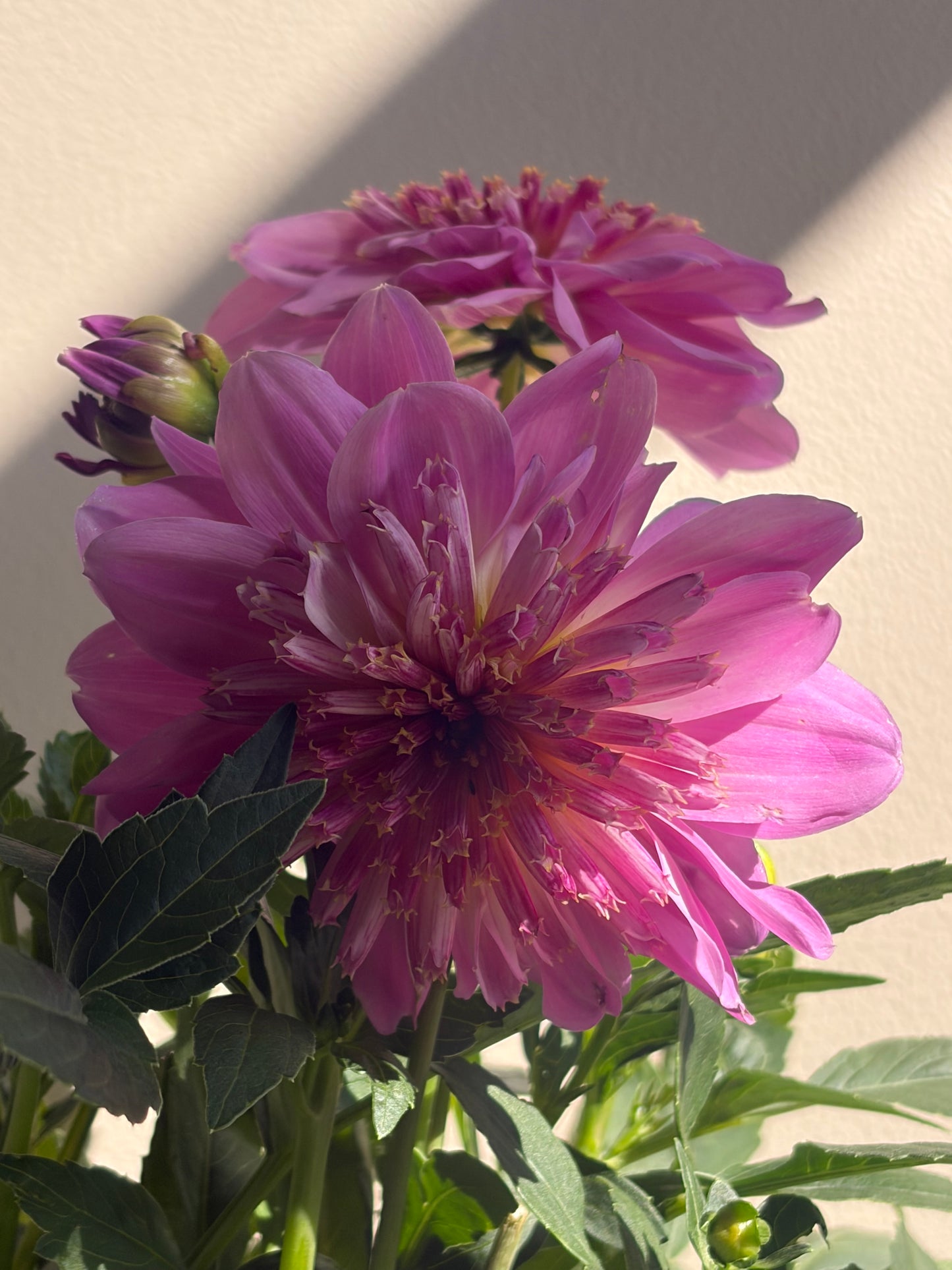 Dahlia Dayala Maxi Pink Starburst 2L perennial plant DAHLIA/141099/178865/GB