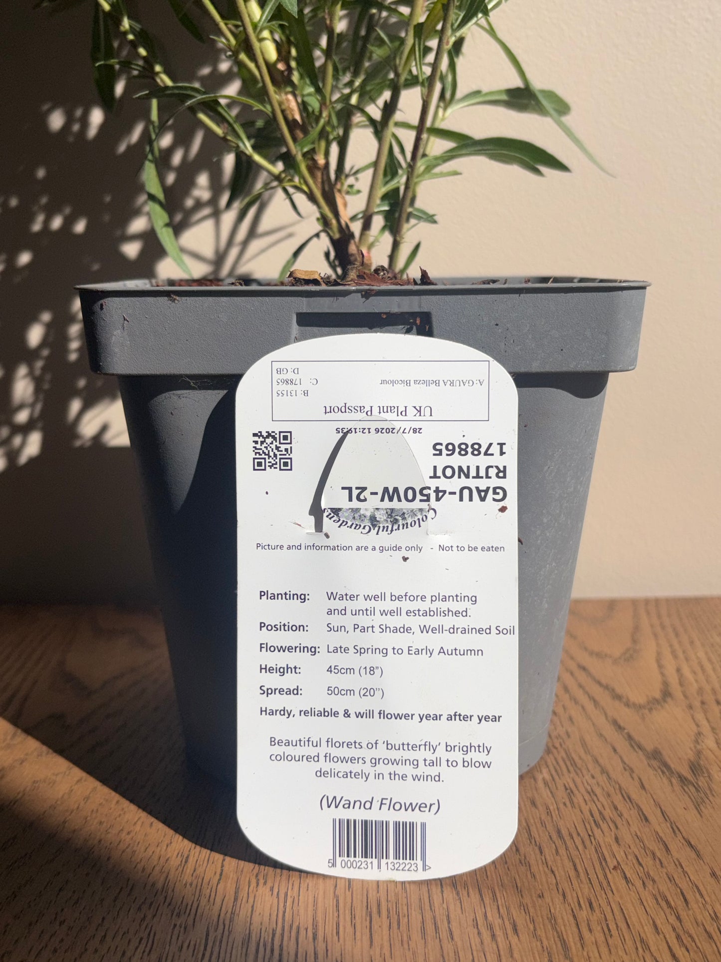 Gaura Belleza Bicolour Wand Flower 2L perennial plant GAURA/141099/178865/GB
