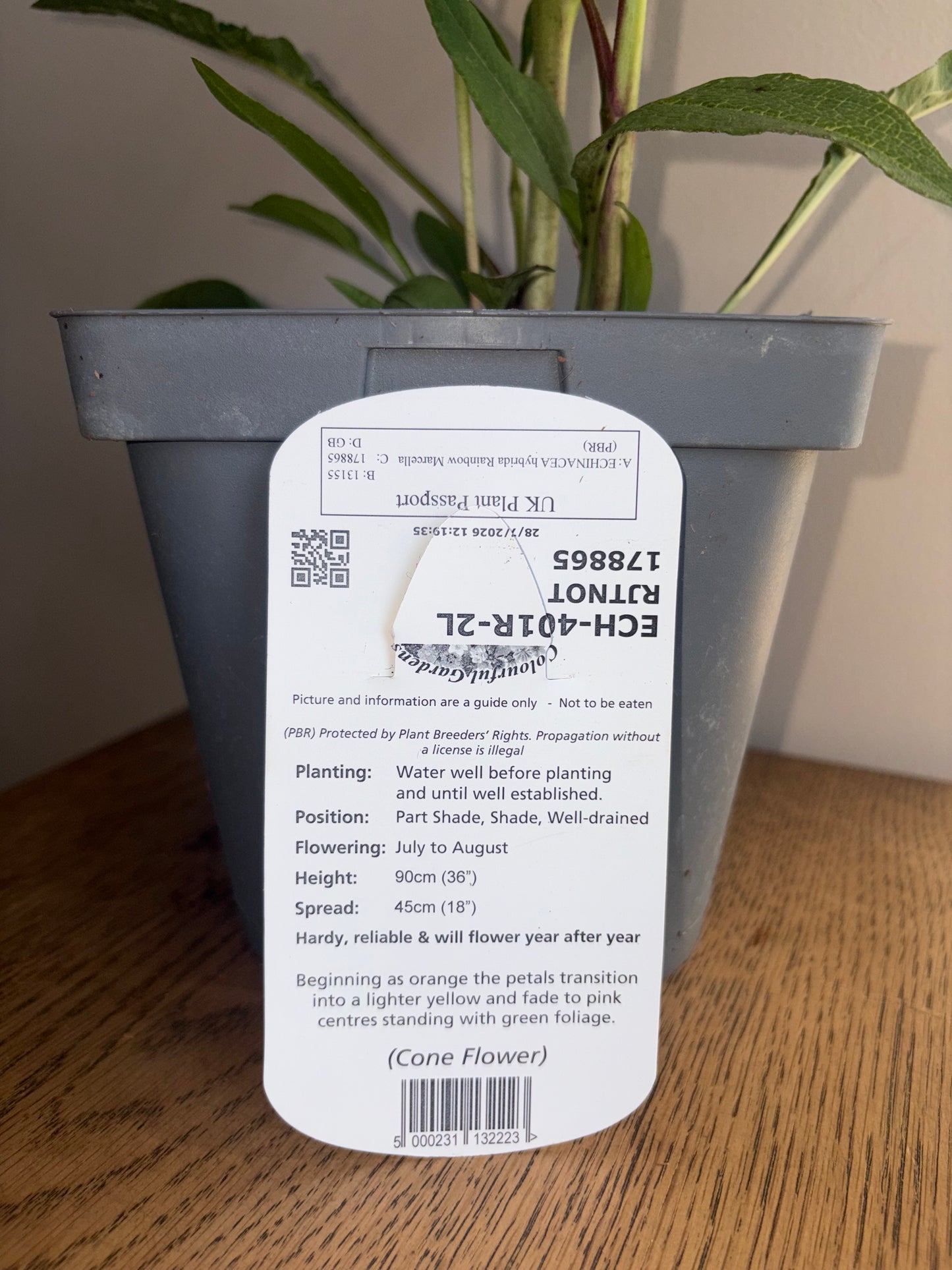 Echinacea Rainbow Marcella 2L Coneflower perennial plant ECHINACEA hybrida/141099/178865/GB