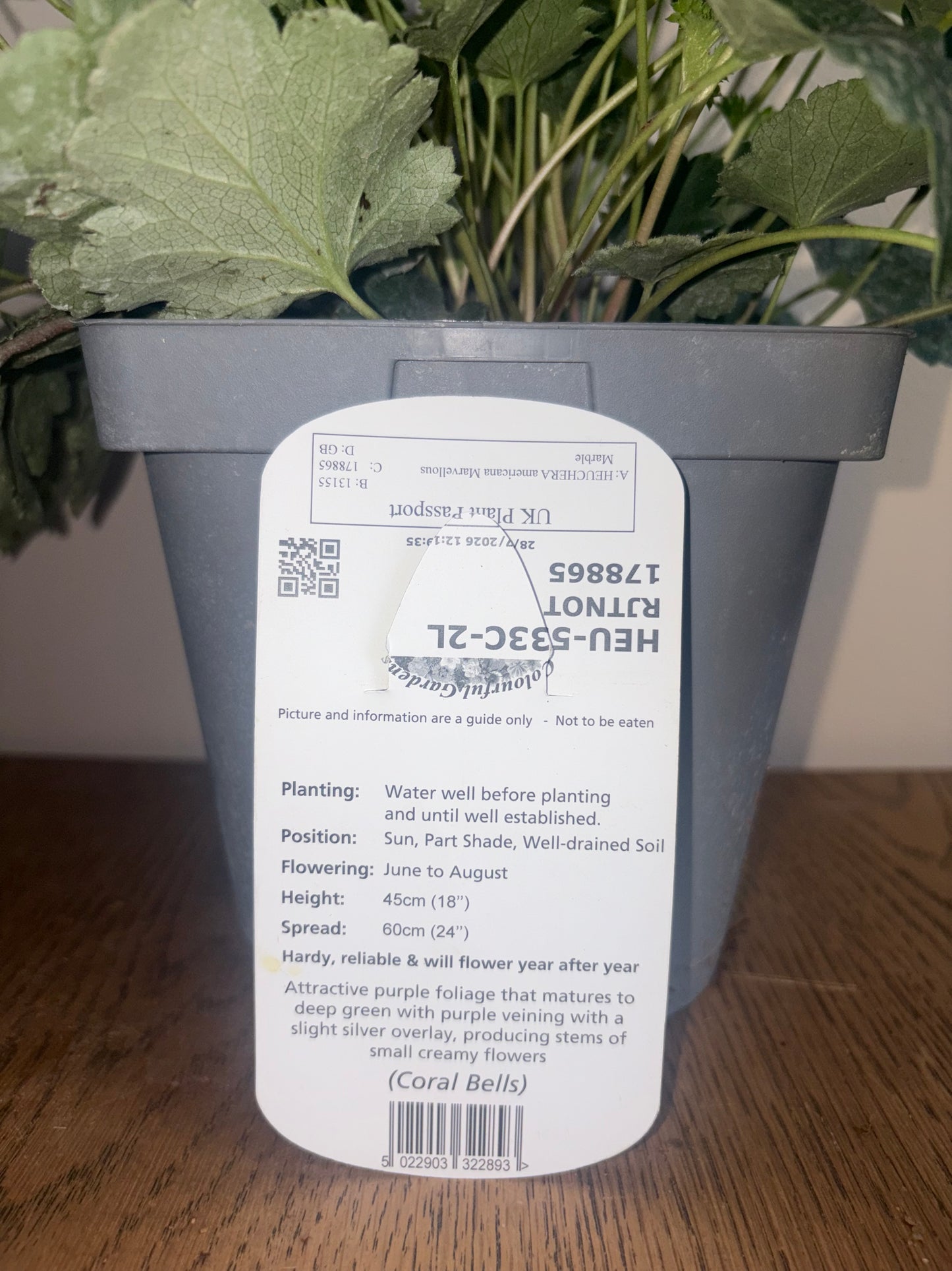 Heuchera Marvellous Marble 2L perennial plant HEUCHERA americana/141099/178865/GB