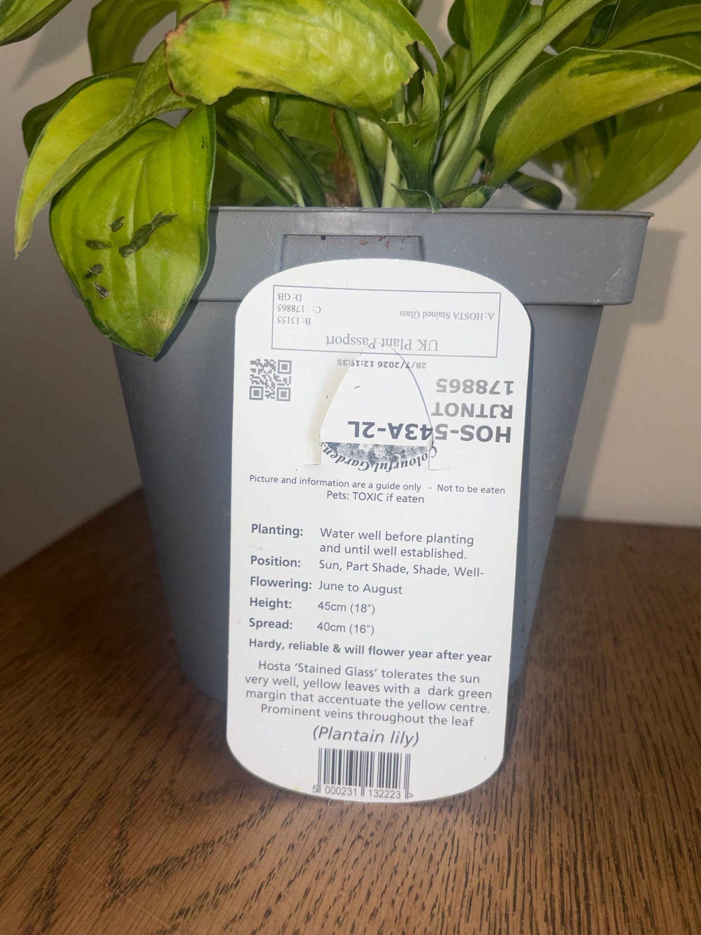 Hosta Stained Glass 2L perennial plant HOSTA/141099/178865/GB