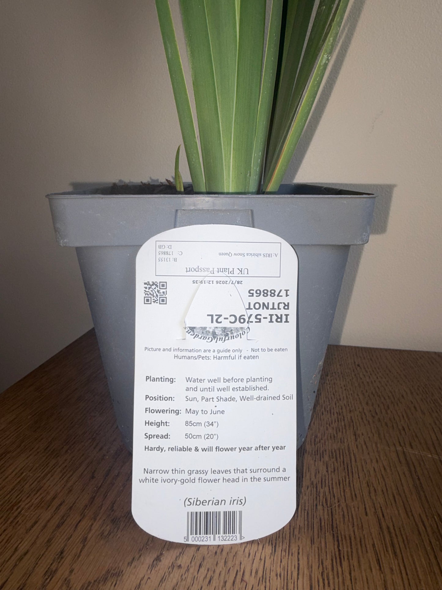 Iris Snow Queen 2L perennial plant IRIS sibirica/141099/178865/GB