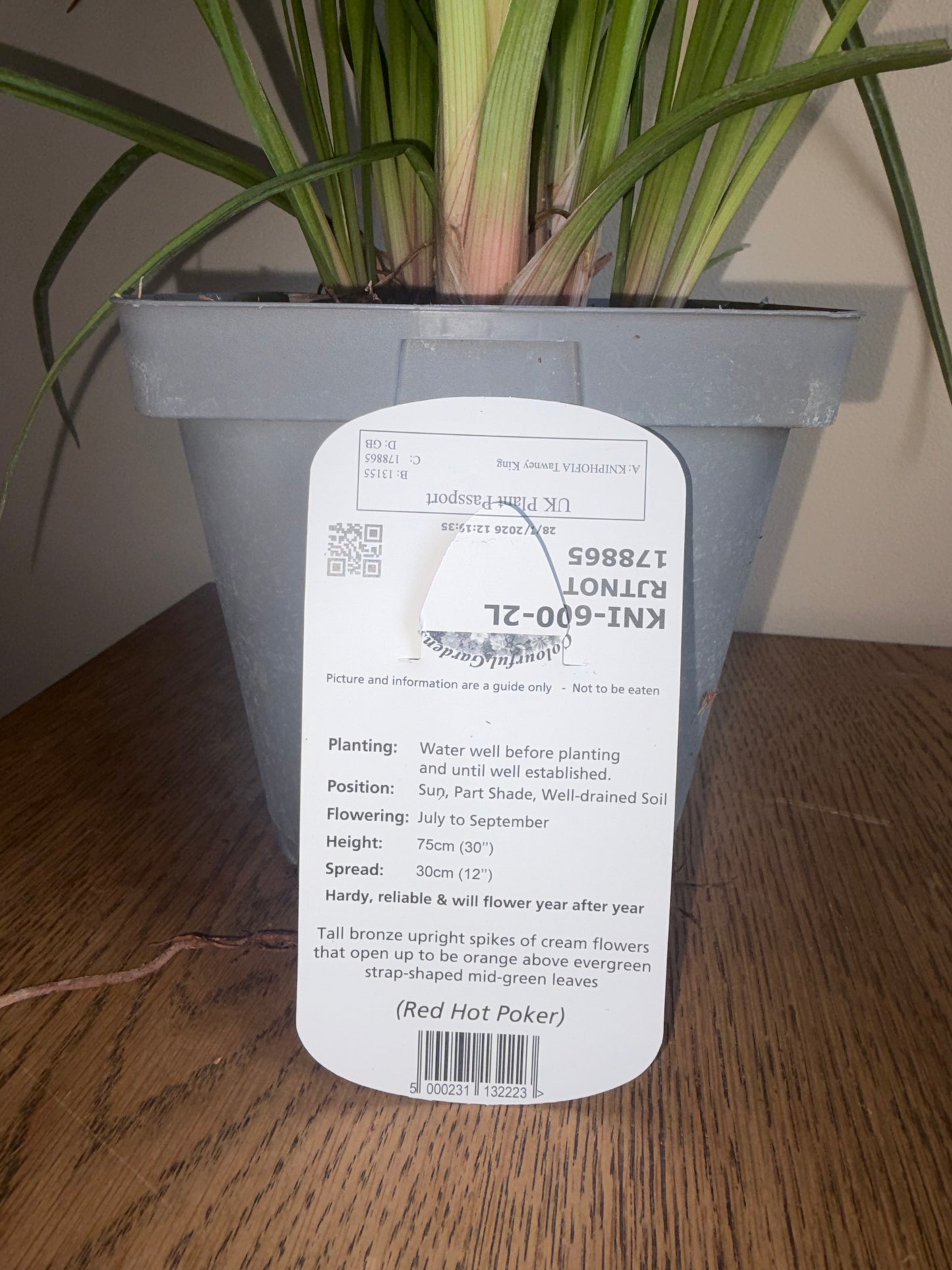 Kniphofia Tawny King 2L Red Hot Poker perennial plant KNIPHOFIA/141099/178865/GB