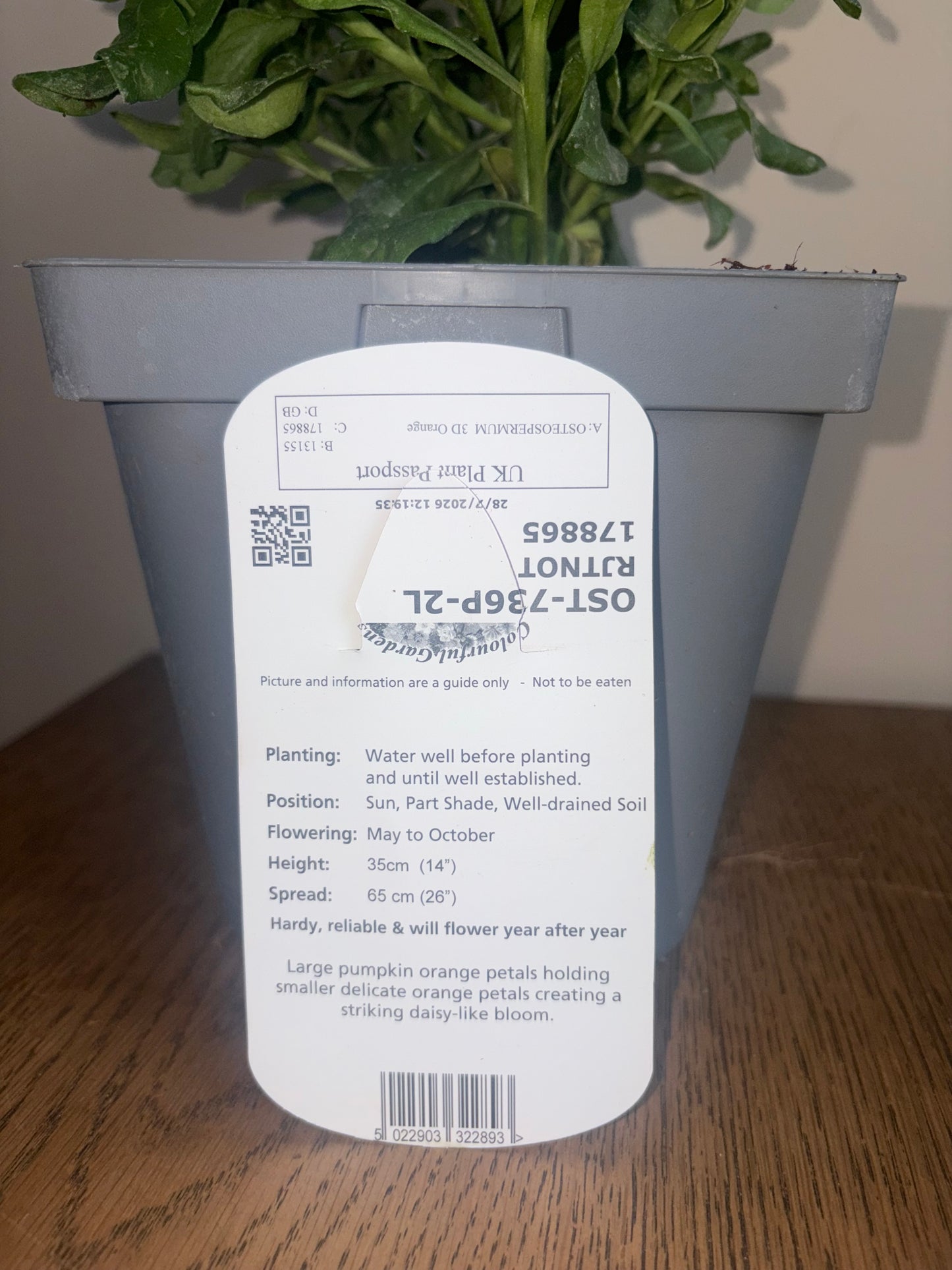 Osteospermum 3D Orange 2L perennial plant OSTEOSPERMUM/141099/178865/GB