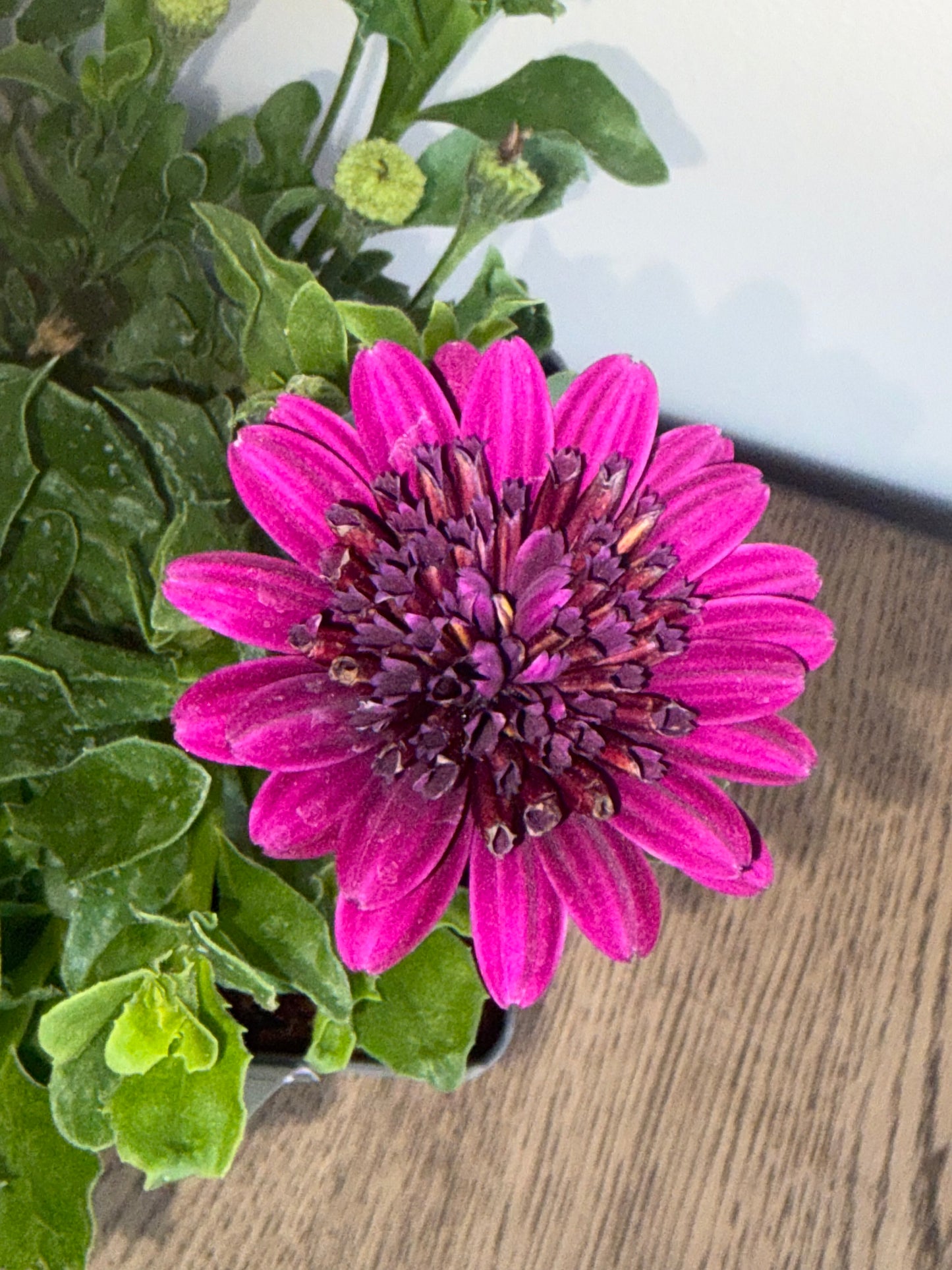 Osteospermum FlowerPower Blue 2L perennial plant OSTEOSPERMUM/141099/178865/GB