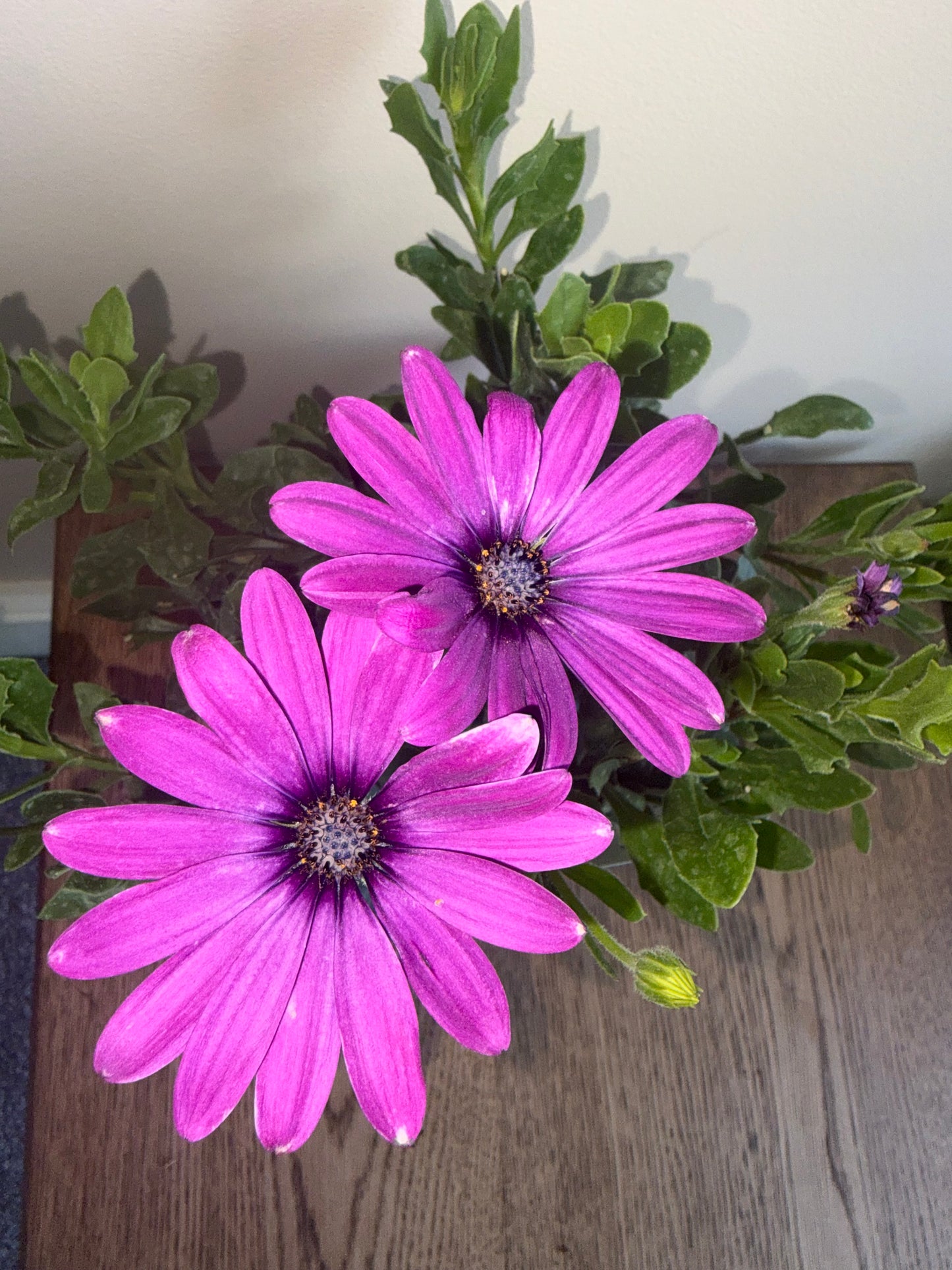 Osteospermum FlowerPower Lavender 2L OSTEOSPERMUM/141099/178865/GB