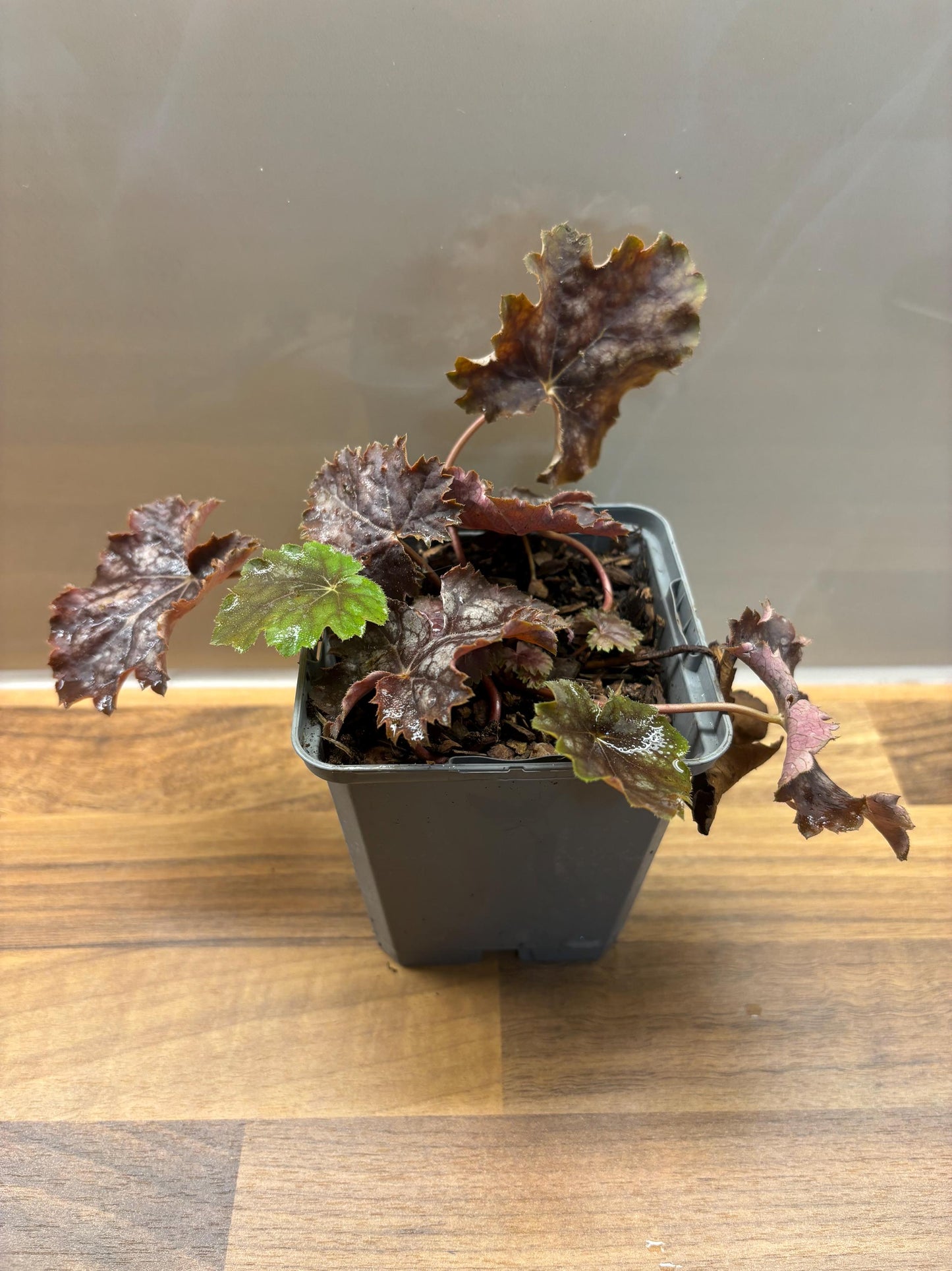 Heuchera Marvellous Marble P9 potted plant fully hardy semi-evergreen ground cover attracts wildlife HEUCHERA/141099/160540/GB