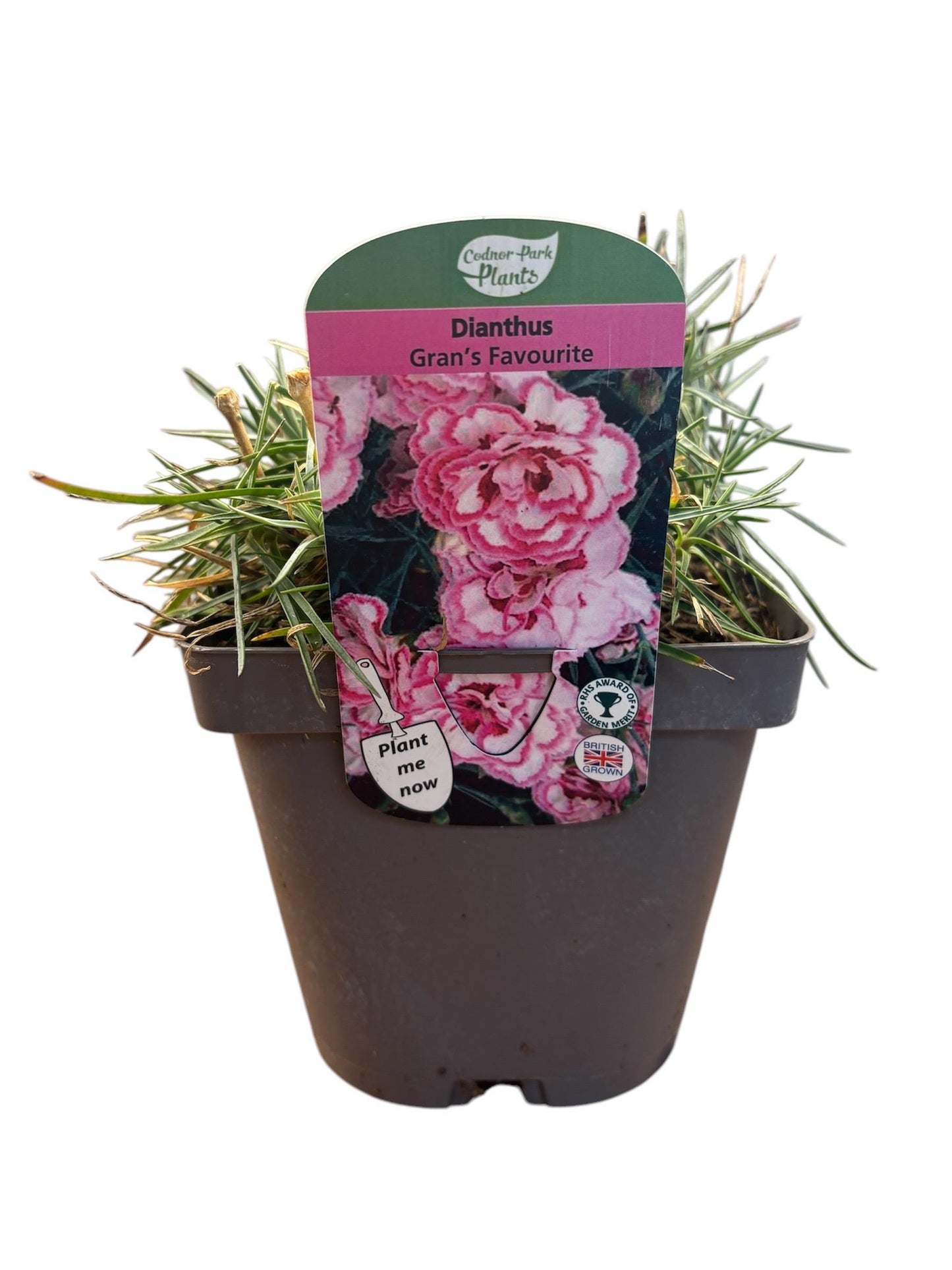 Dianthus Gran's Favourite 2L potted plant fully hardy cottage garden DIANTHUS/141099/160540/GB