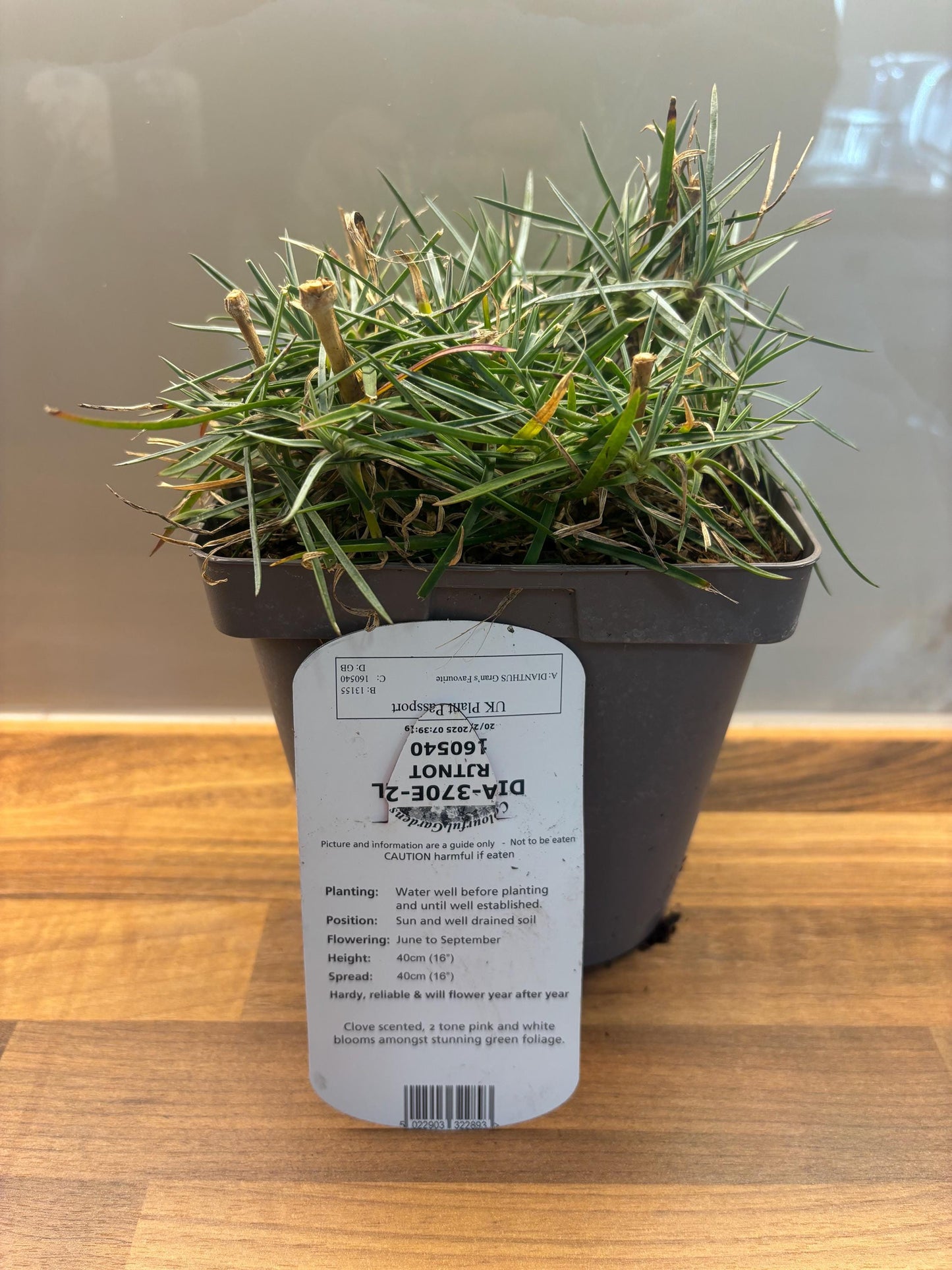 Dianthus Gran's Favourite 2L potted plant fully hardy cottage garden DIANTHUS/141099/160540/GB