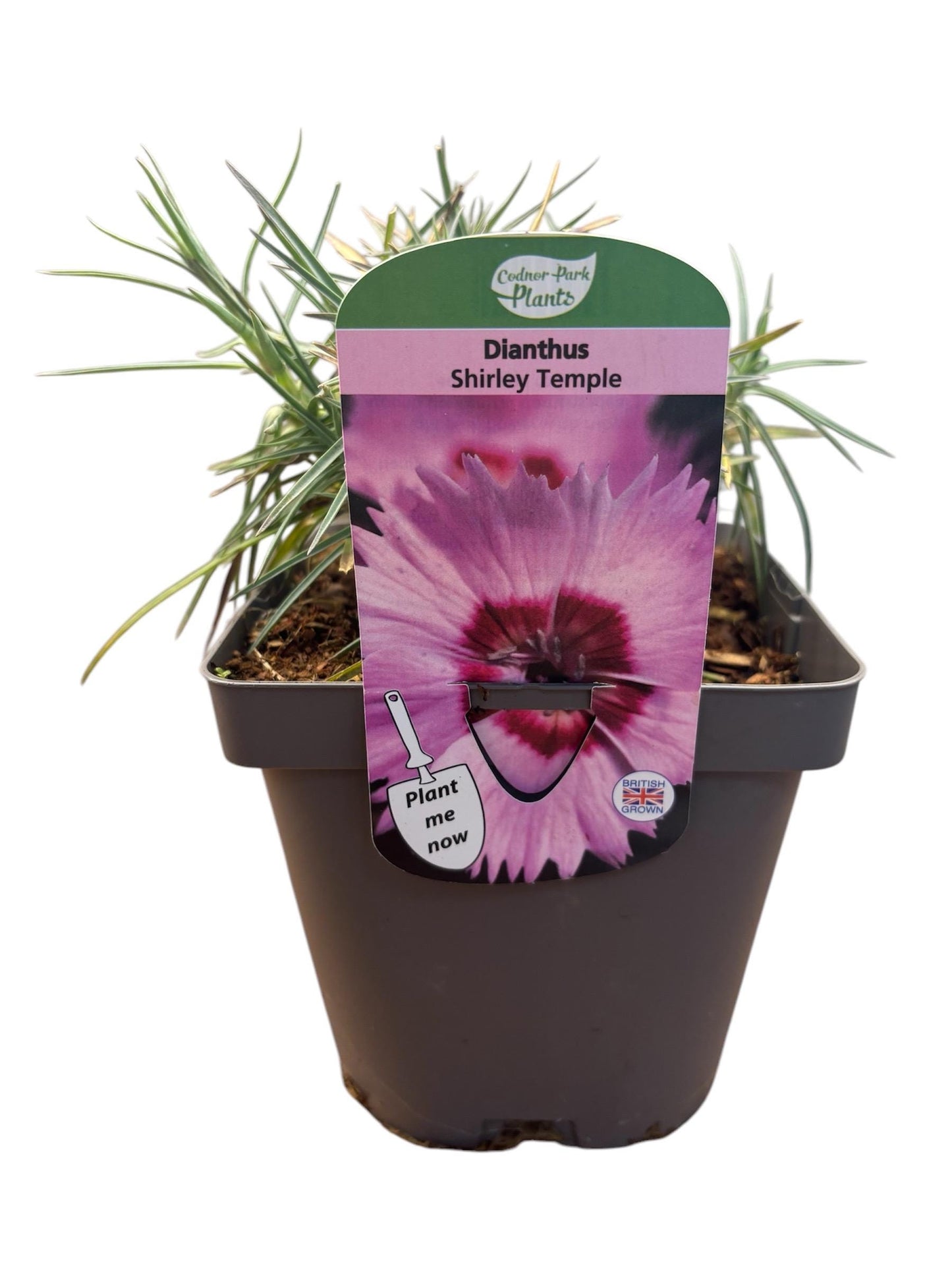 Dianthus Shirley Temple 2L potted plant fully hardy cottage garden DIANTHUS/141099/160540/GB