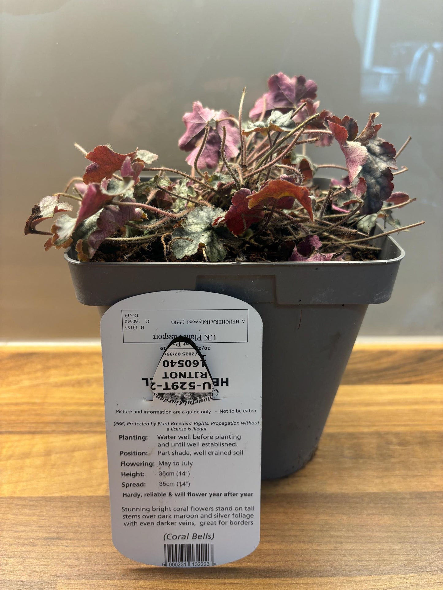 Heuchera Hollywood 2L potted plant fully hardy semi-evergreen ground cover attracts wildlife HEUCHERA/141099/160540/GB