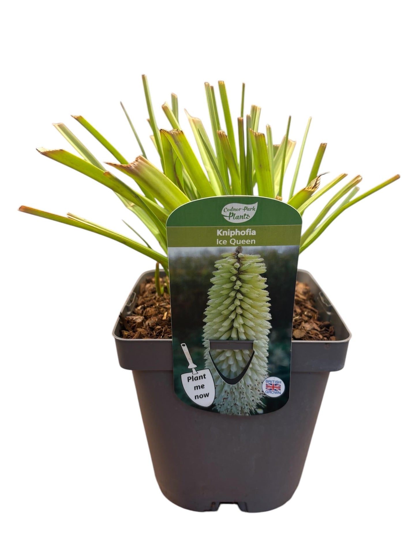 Kniphofia Ice Queen Red Hot Poker 2L potted plant fully hardy KNIPHOFIA/141099/160540/GB