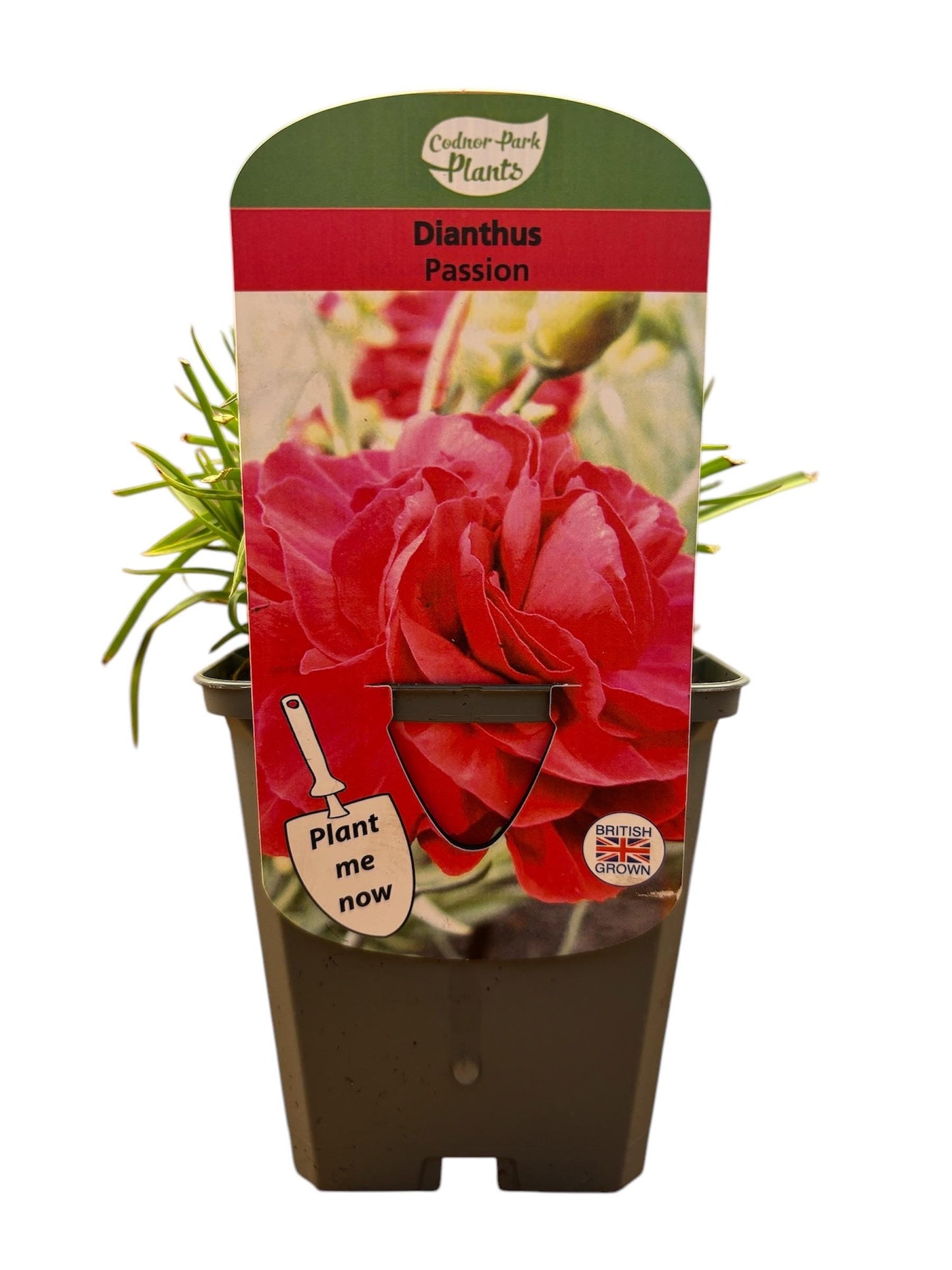 Dianthus Passion P9 potted plant fully hardy cottage garden DIANTHUS/141099/160540/GB