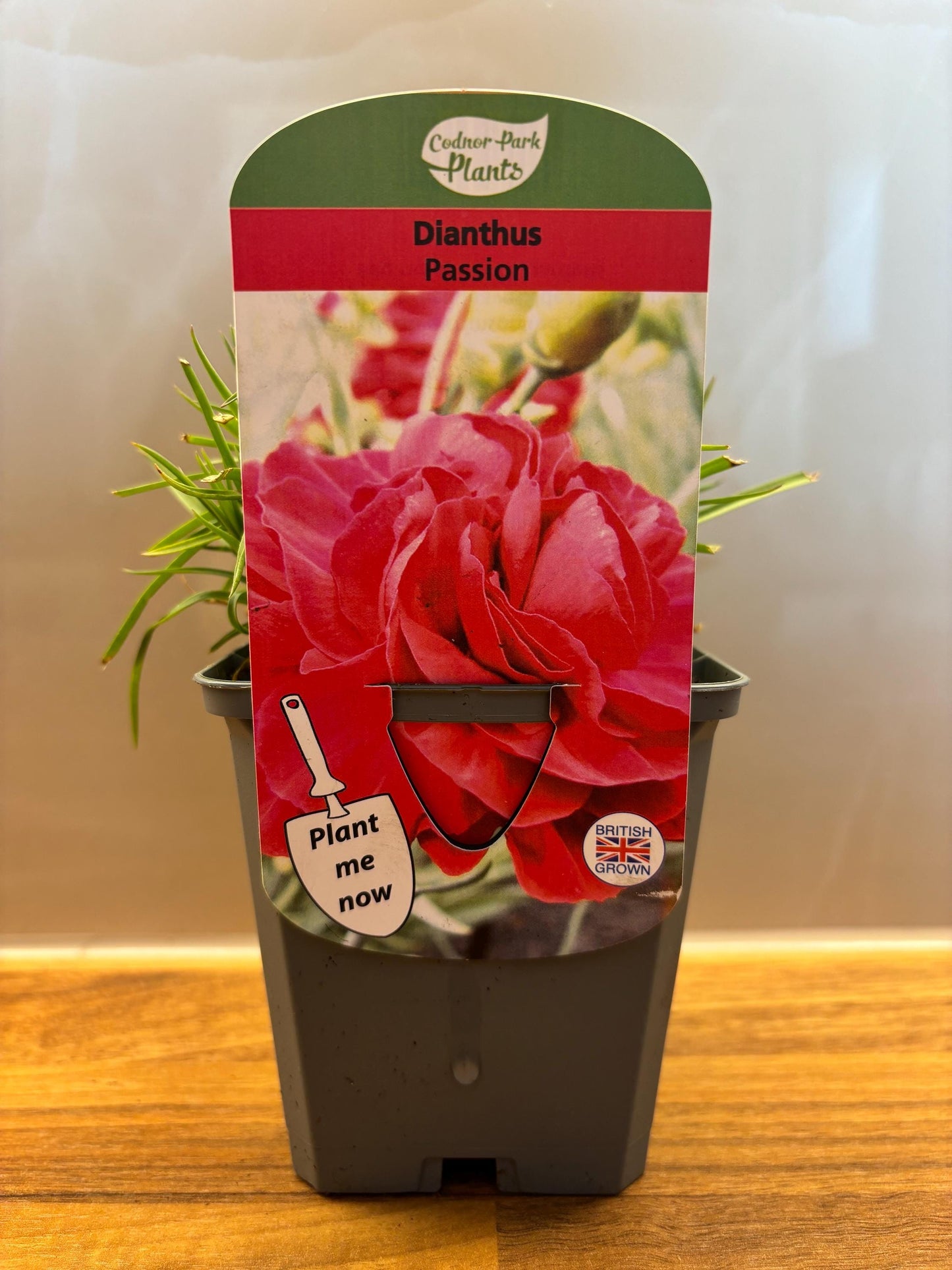 Dianthus Passion P9 potted plant fully hardy cottage garden DIANTHUS/141099/160540/GB